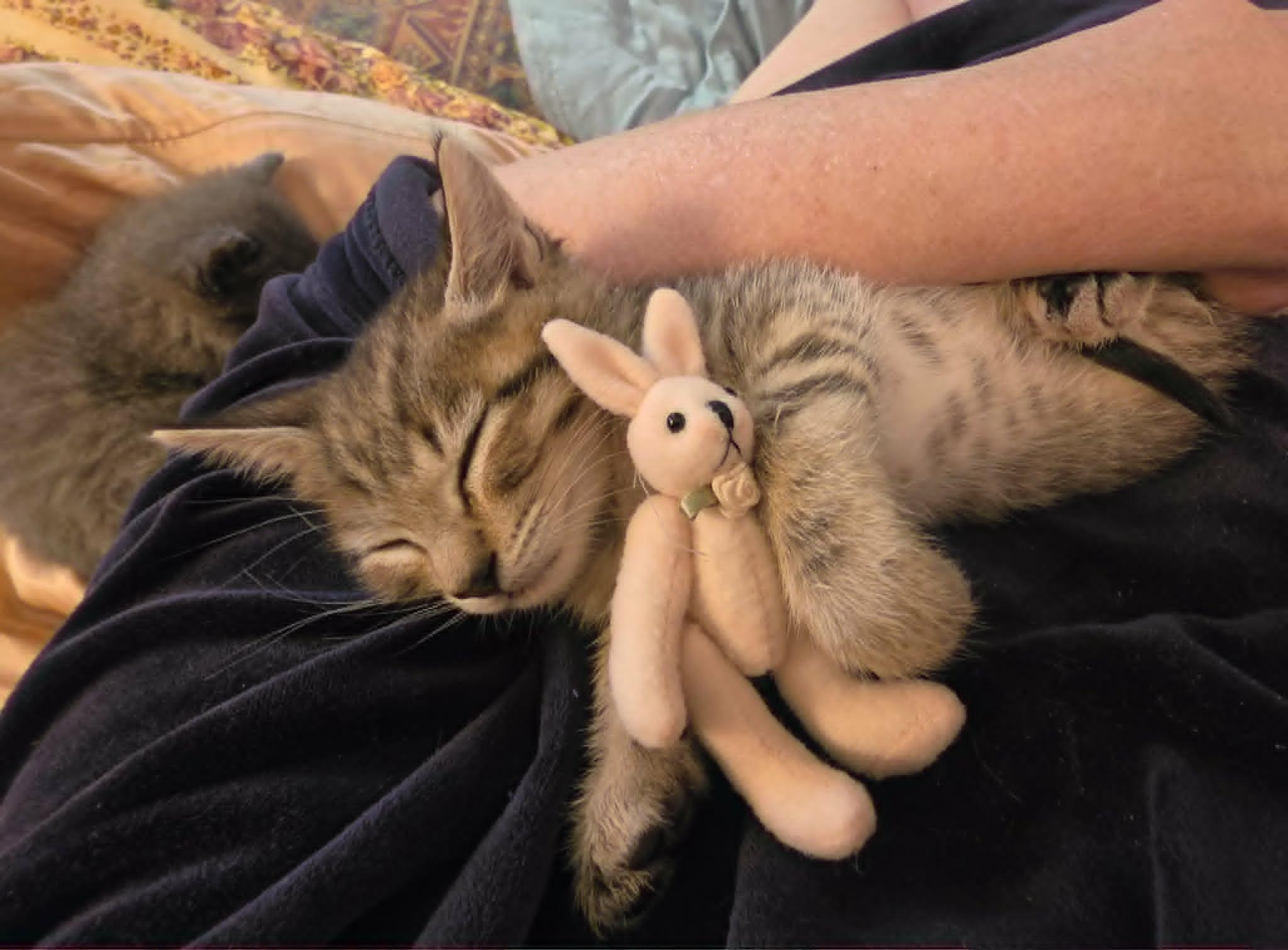 Enlarge Jonesy, an adopted Domestic Short Hair in Portland, OR image 2/6