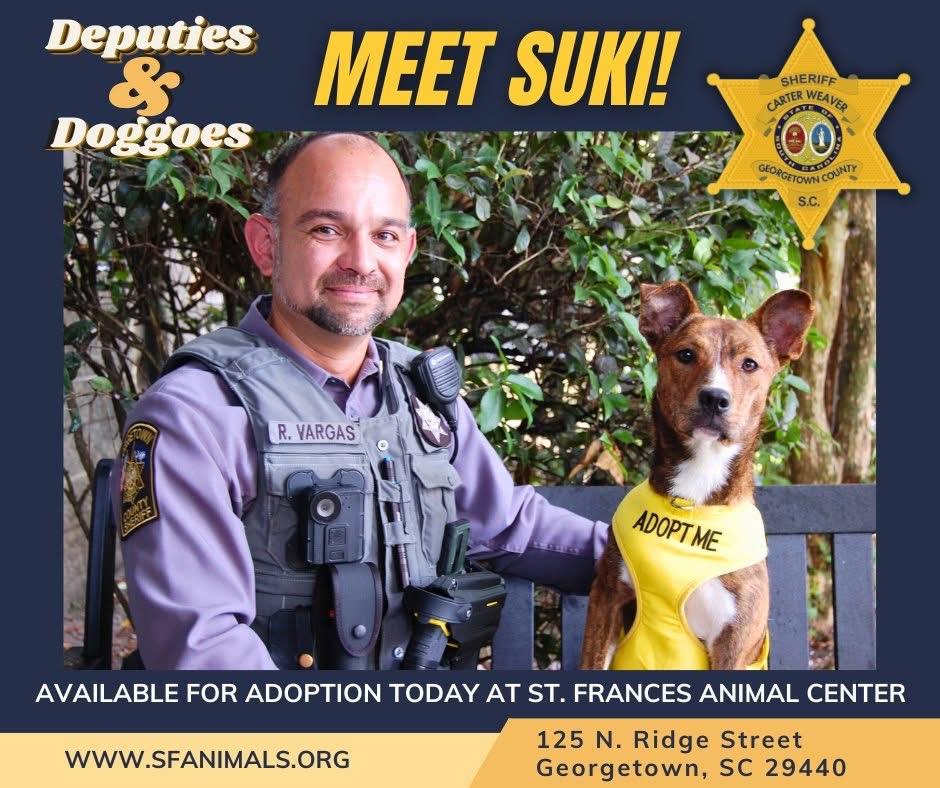 Enlarge Suki, a Adoptable Mixed Breed in Georgetown, SC image 1/1