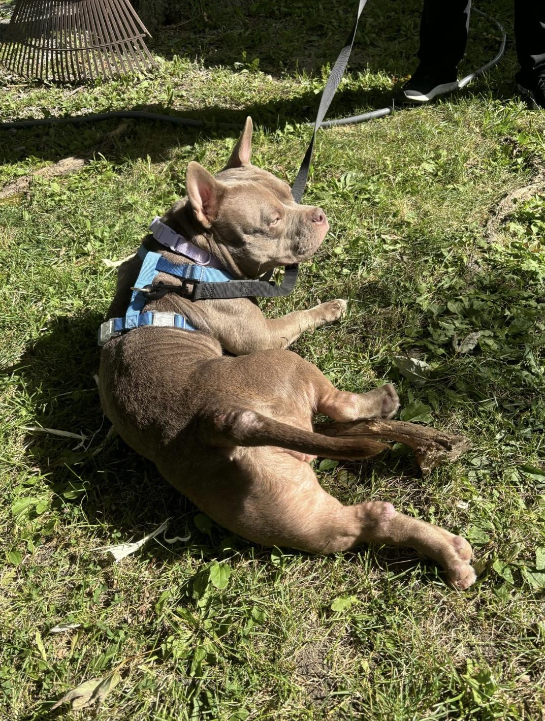 Cakes, Adoptable, Young Female Pit Bull Terrier.