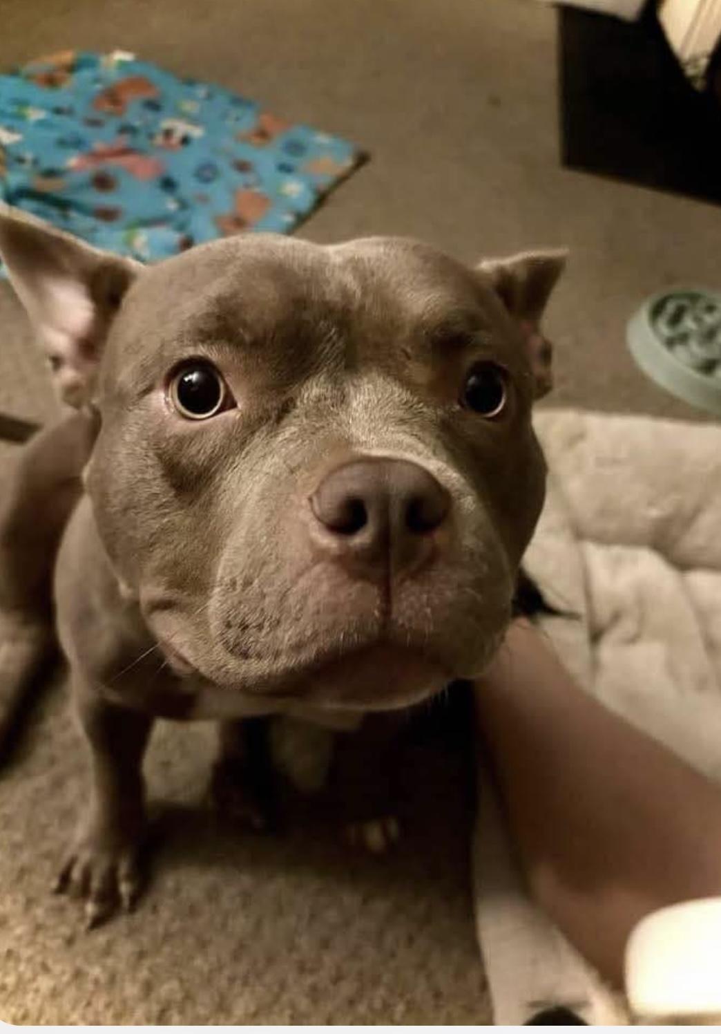 Cakes, a Adoptable mixed breed in Swanton, OH image 3/4