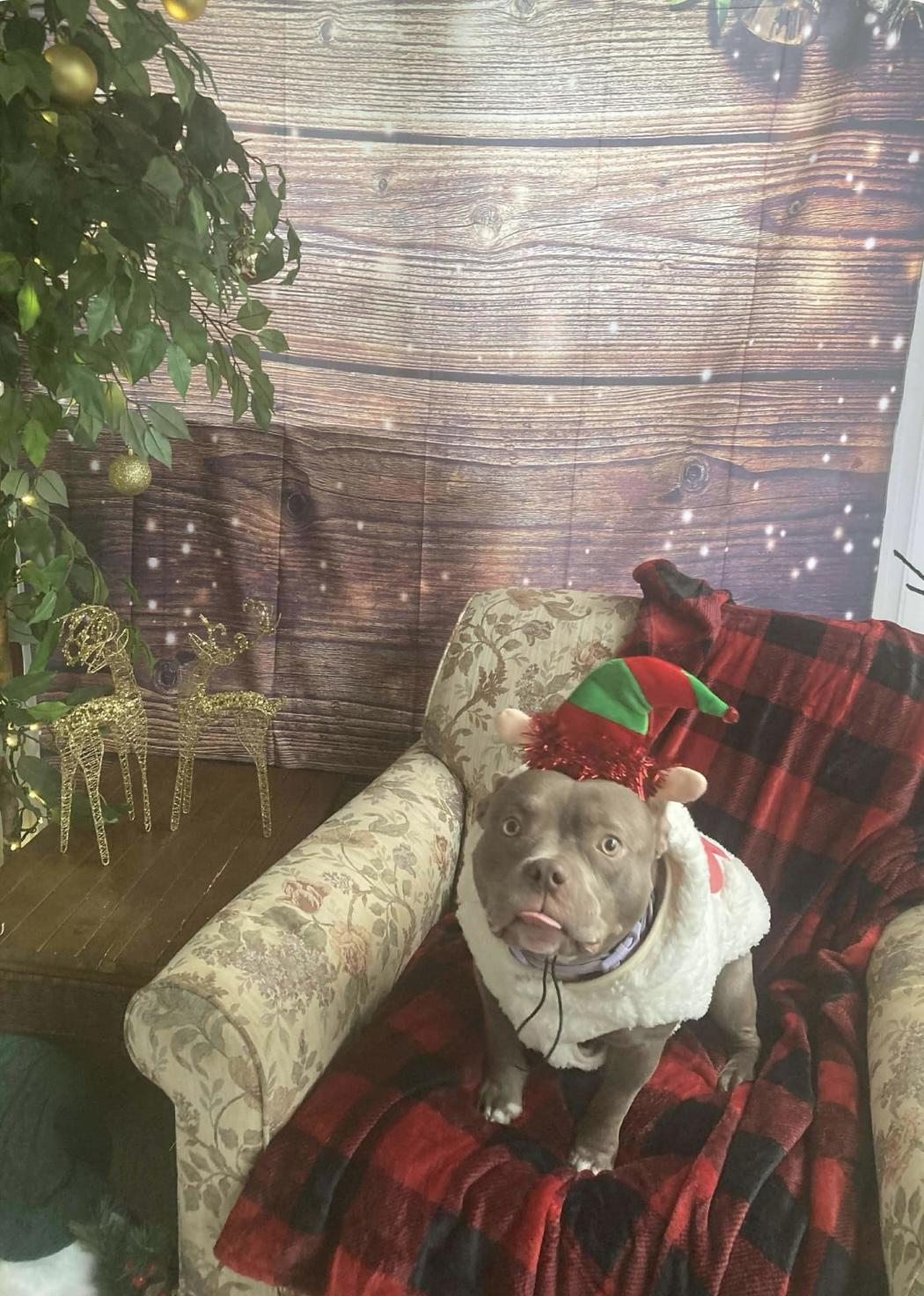 Cakes, a Adoptable mixed breed in Swanton, OH image 4/4