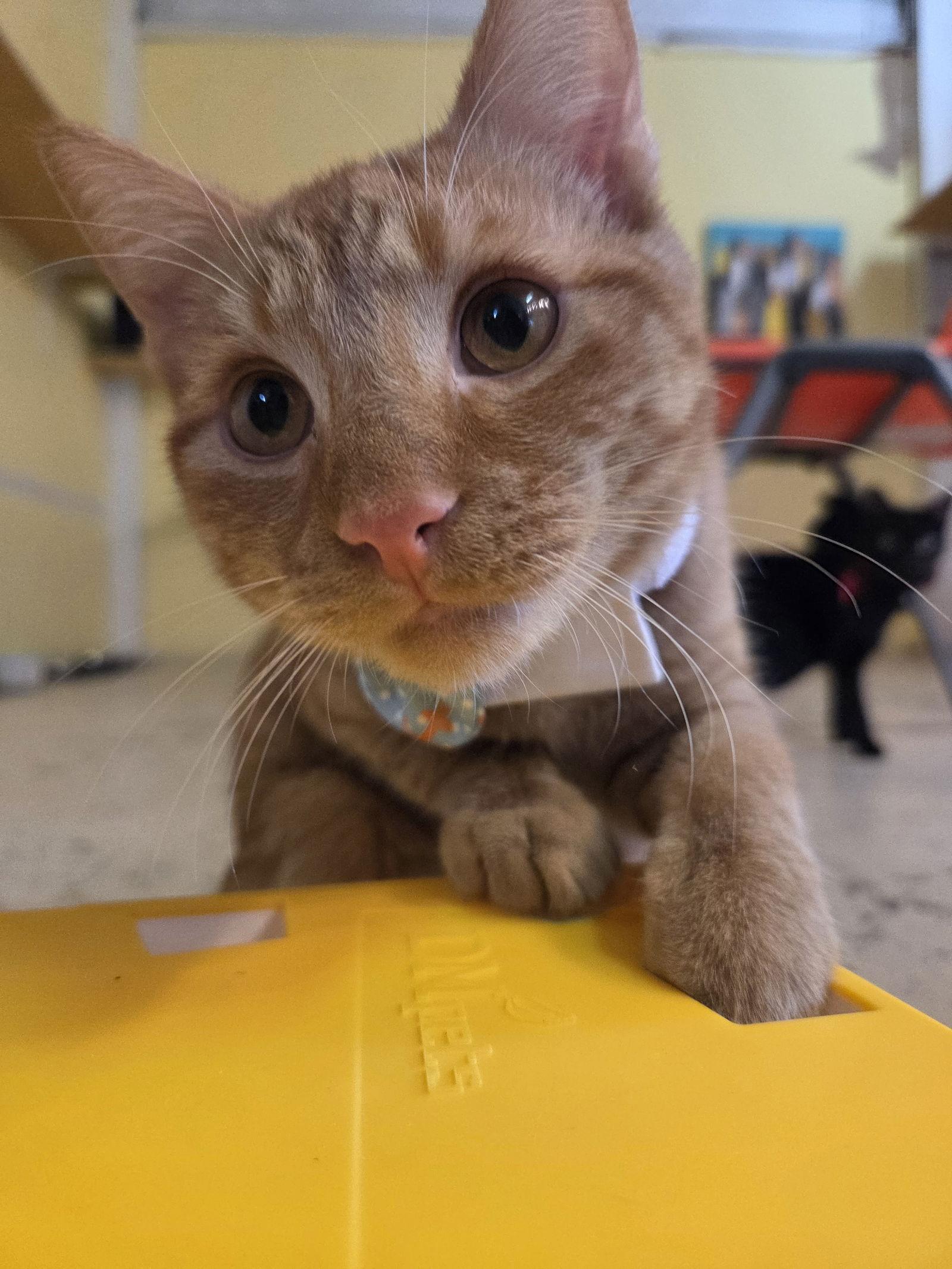 Eenie, Adoptable, Young Male Tabby.