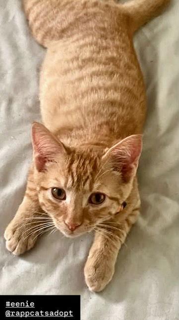 Eenie, a Adoptable Tabby in Flint Hill, VA image 2/3