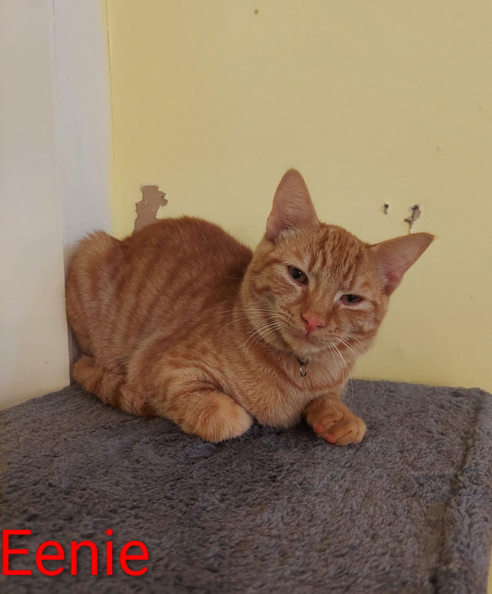 Eenie, a Adoptable Tabby in Flint Hill, VA image 3/3