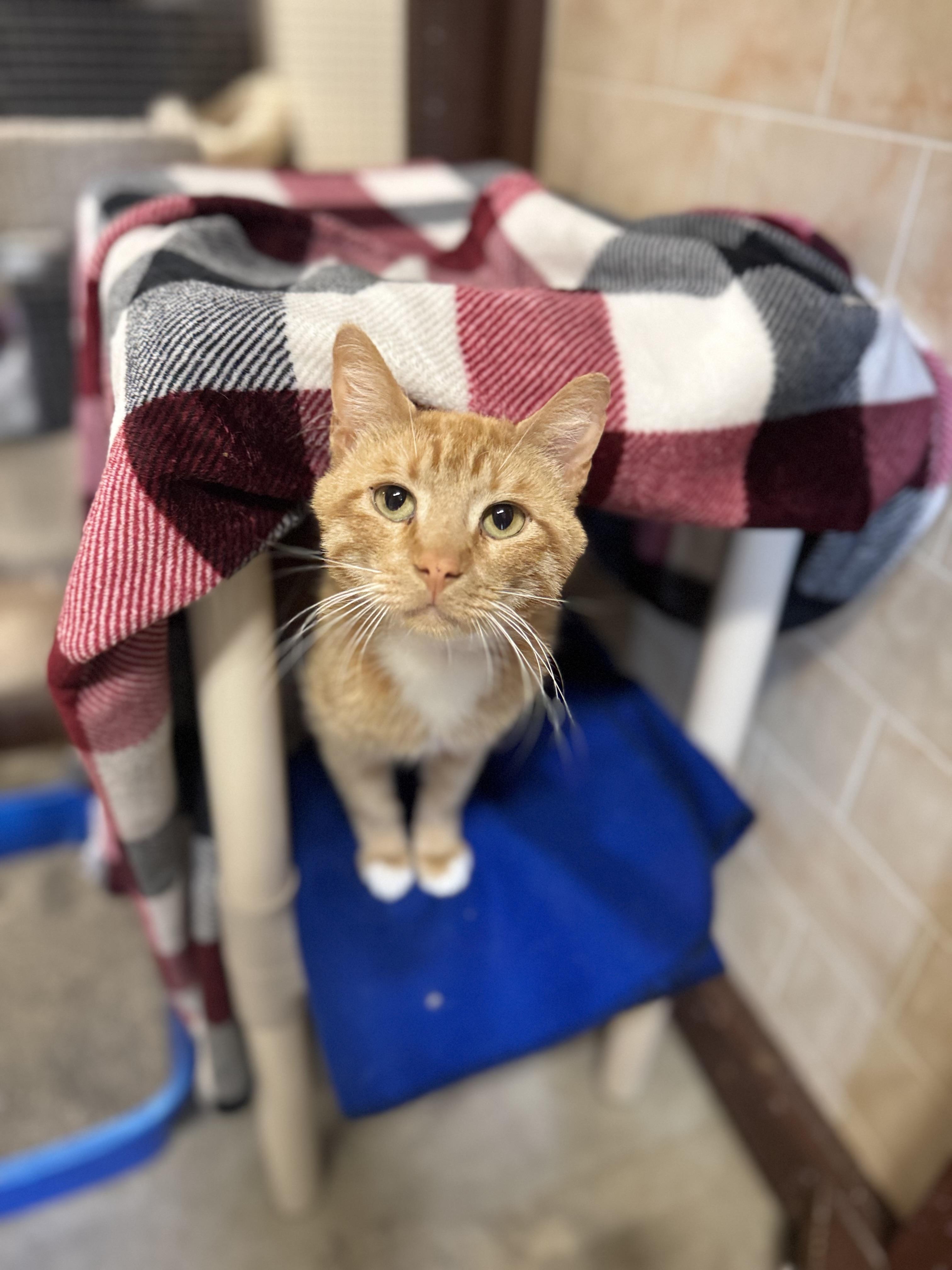 Ollie, ADOPTABLE, Adult Male Domestic Short Hair.