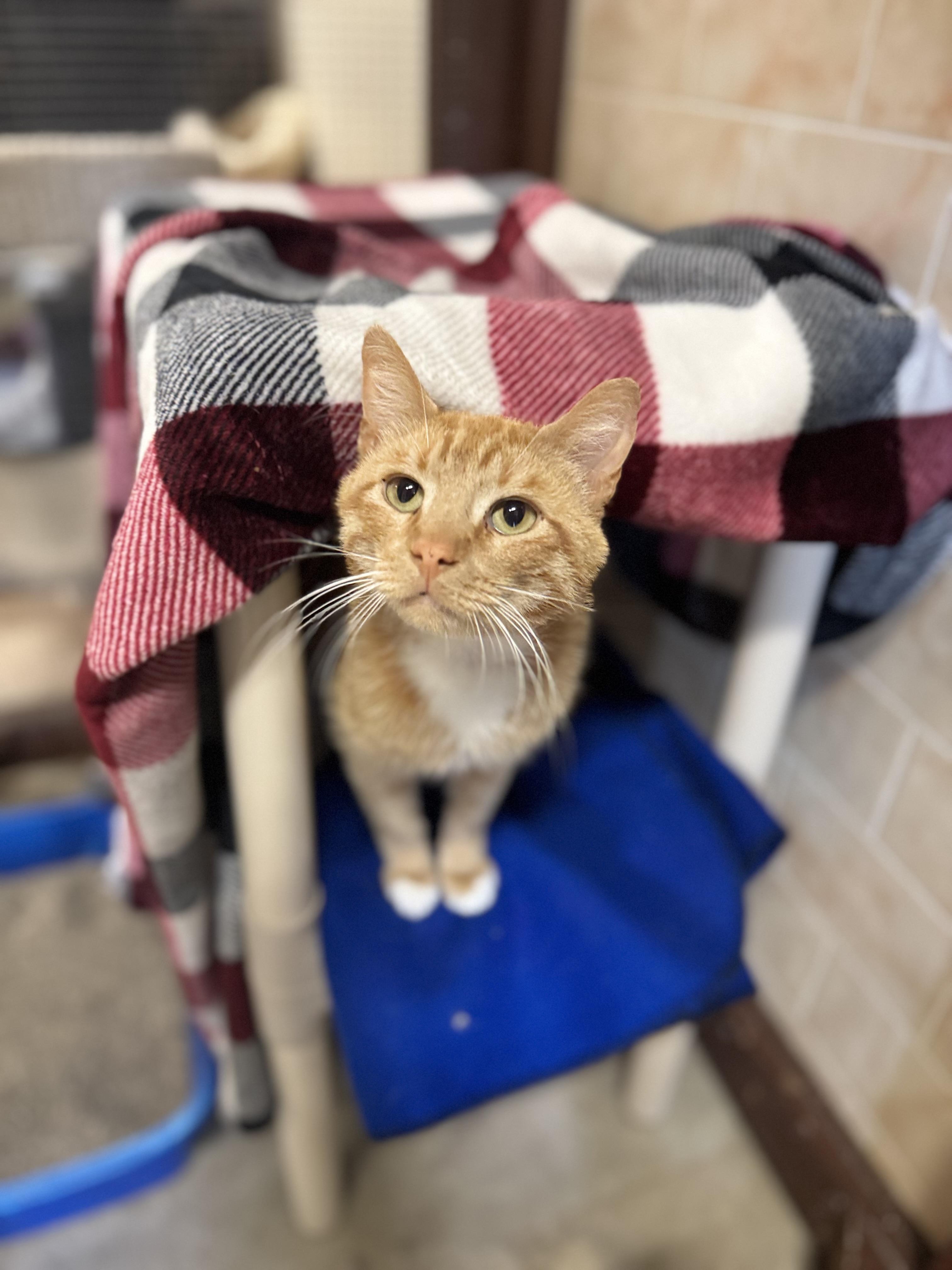 Ollie, a ADOPTABLE Domestic Short Hair in Dodgeville, WI image 2/2