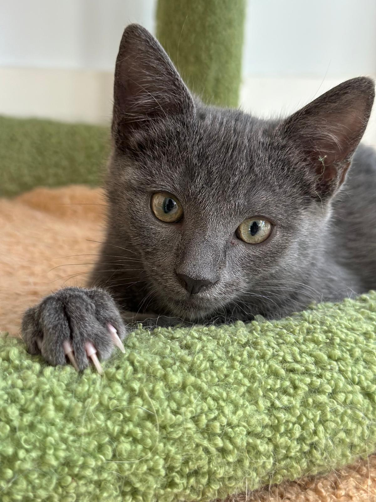 Loki, adopted, Kitten Male Russian Blue & Domestic Short Hair.