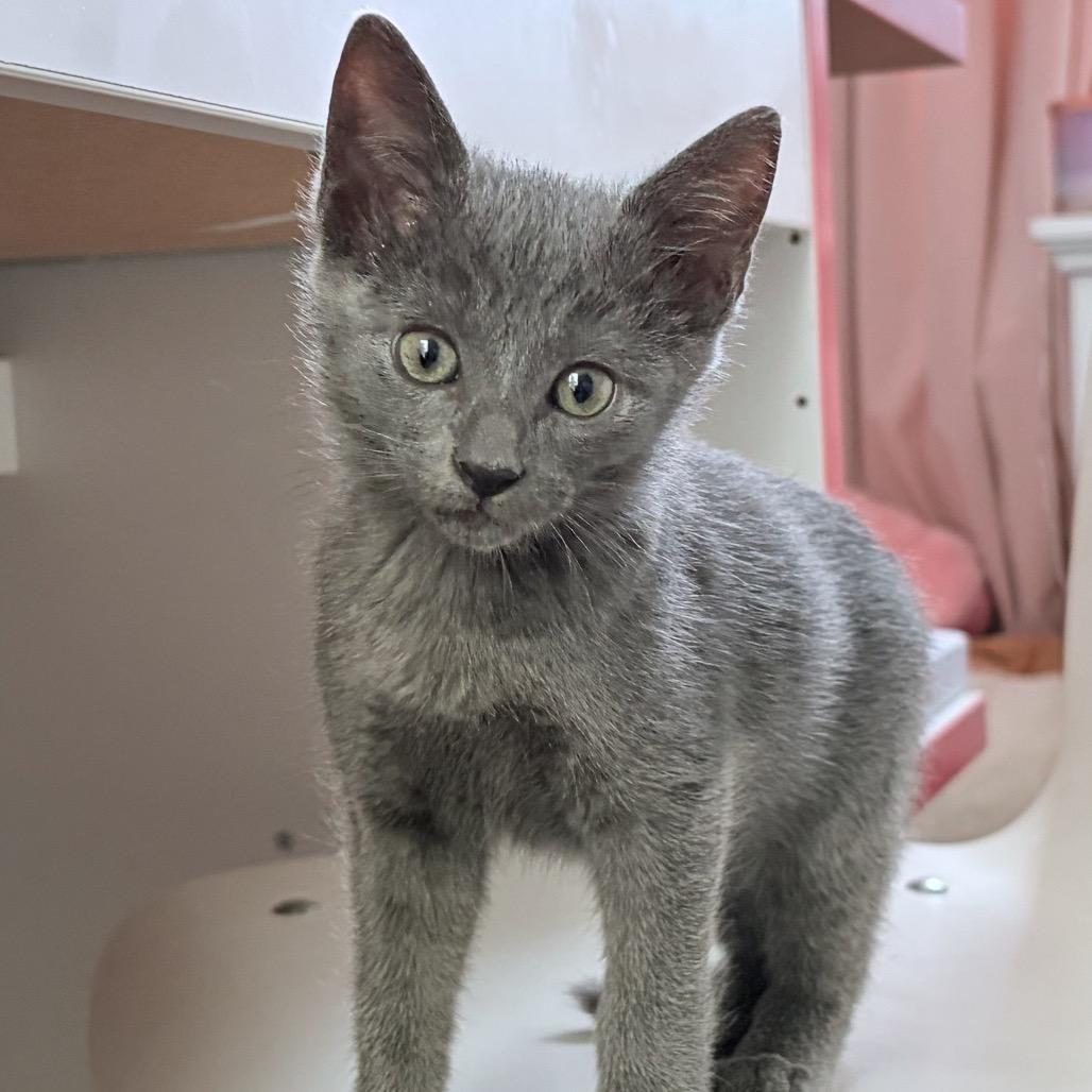 Loki, an adopted mixed breed in Miami, FL image 2/4