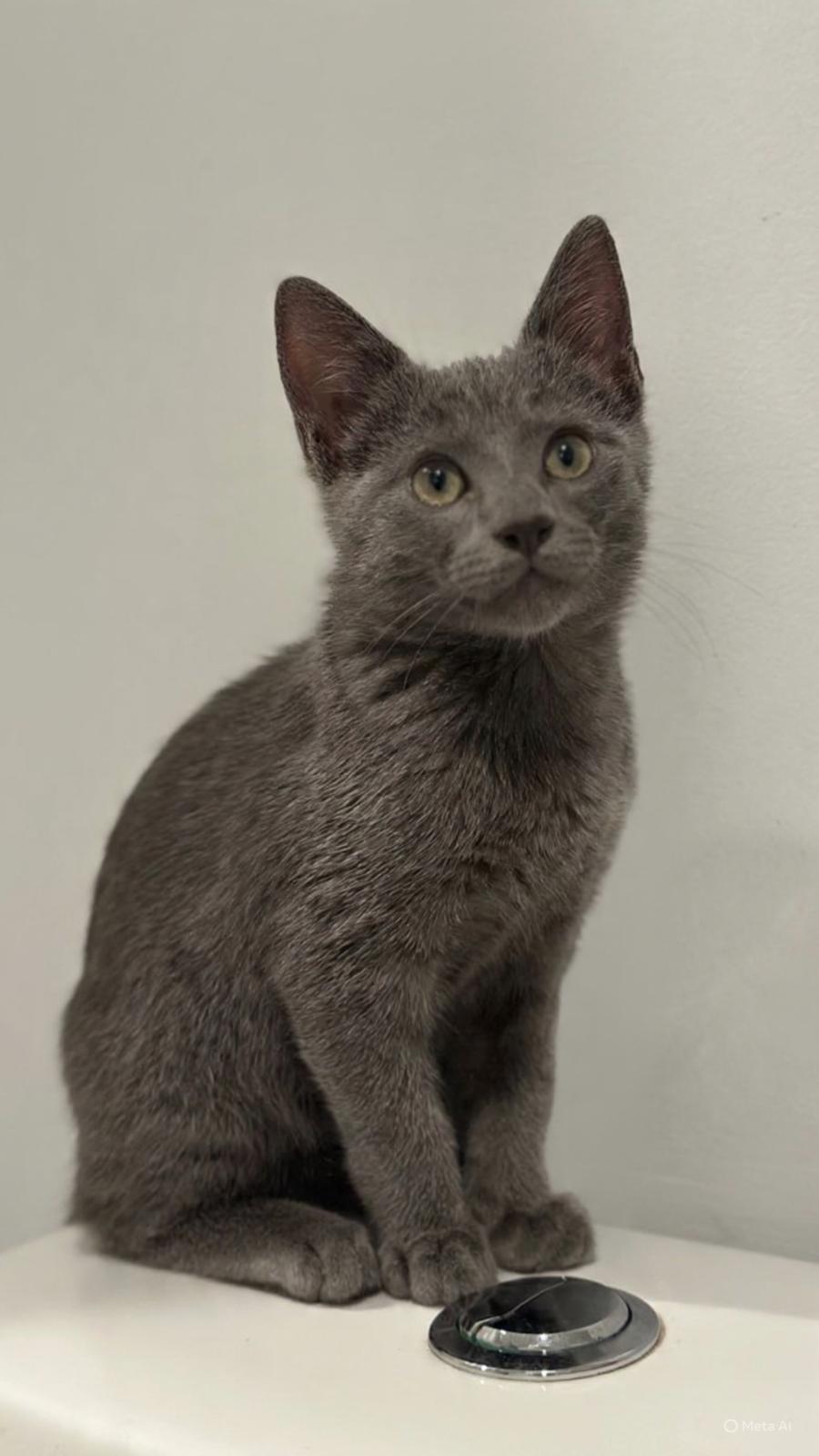 Loki, an adopted mixed breed in Miami, FL image 3/4