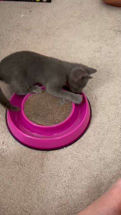 Enlarge Loki, an adopted mixed breed in Miami, FL video 4/4