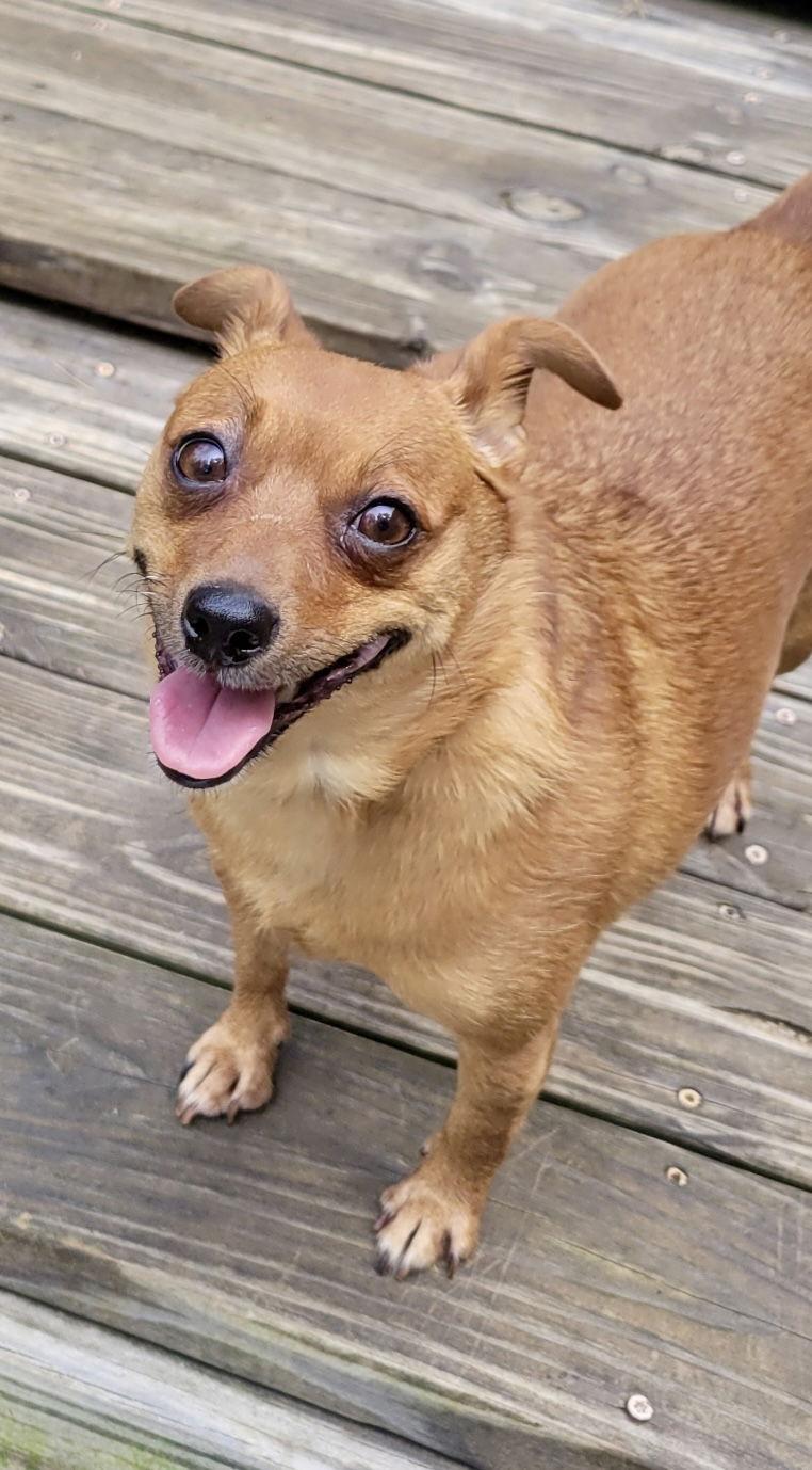 Sadie Mae, a Adopted mixed breed in Rural Hall, NC image 1/3