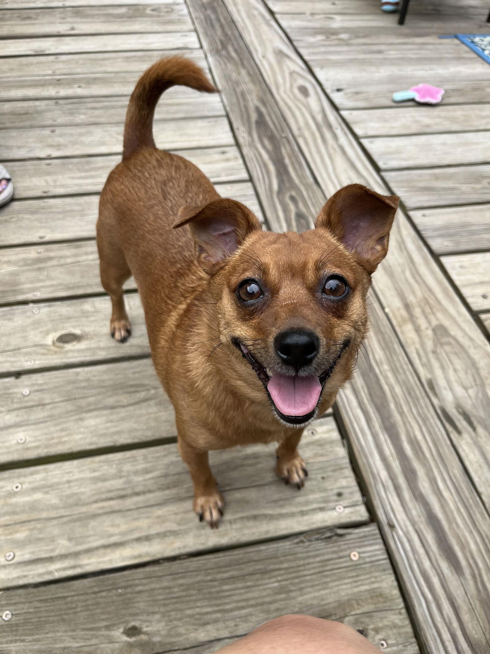 Sadie Mae, a Adopted mixed breed in Rural Hall, NC image 2/3