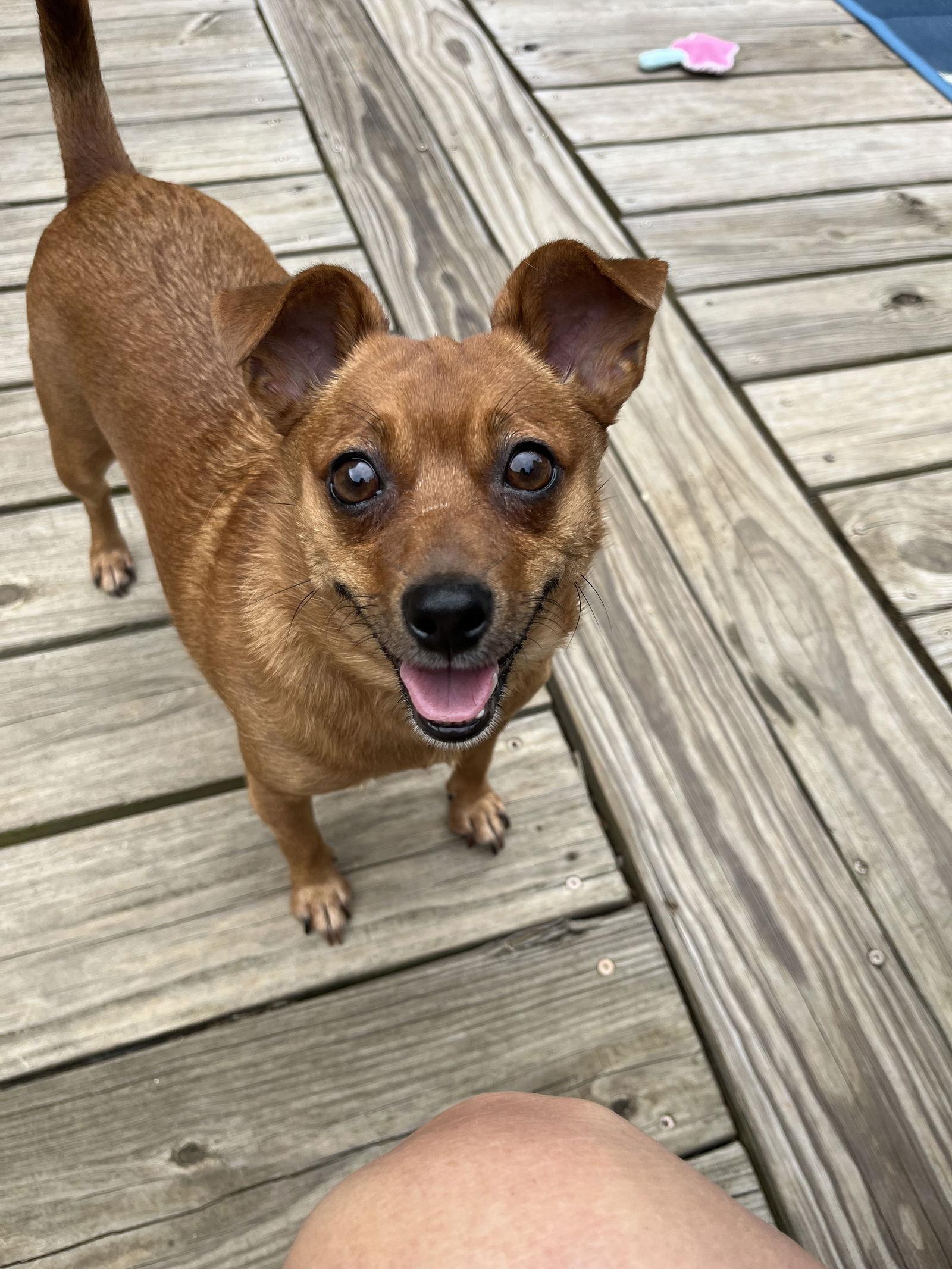 Sadie Mae, a Adopted mixed breed in Rural Hall, NC image 3/3
