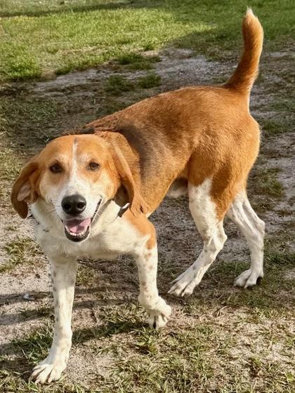Enlarge Memphis, a Adoptable mixed breed in Port Saint Joe, FL image 1/3