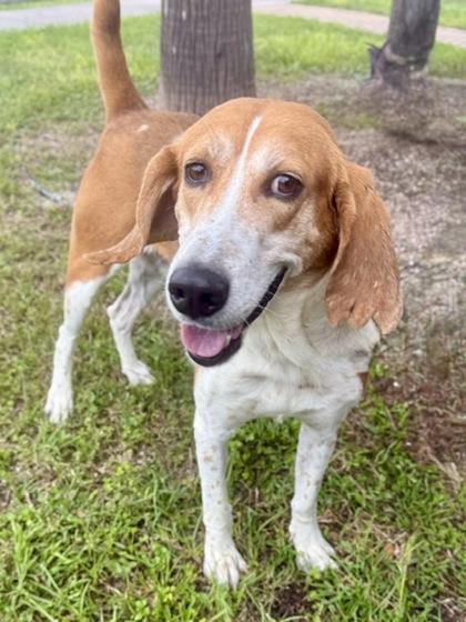 Enlarge Memphis, a Adoptable mixed breed in Port Saint Joe, FL image 2/3
