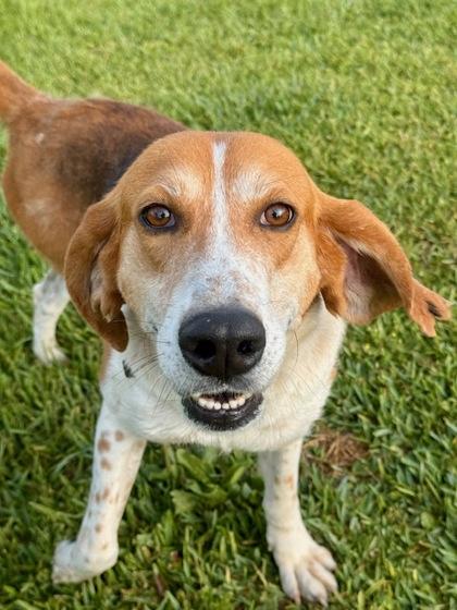 Enlarge Memphis, a Adoptable mixed breed in Port Saint Joe, FL image 3/3