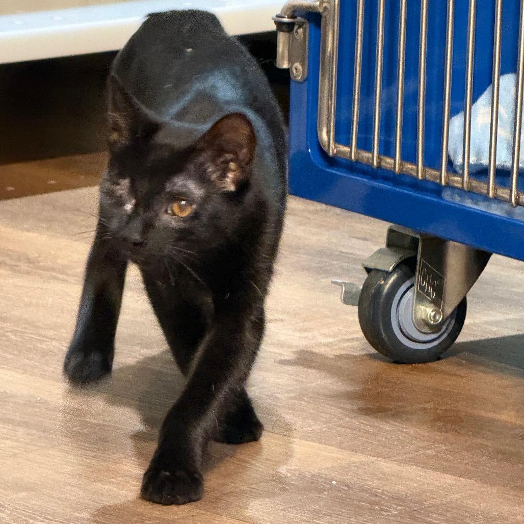 Curby, Adoptable, Kitten Male Domestic Short Hair.