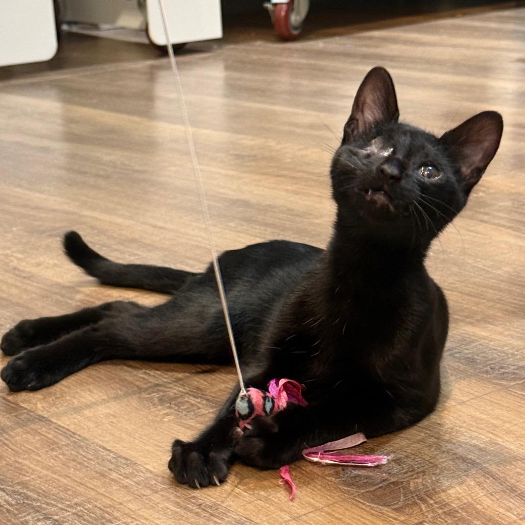 Enlarge Curby, a Adoptable Domestic Short Hair in Incline Village, NV image 2/6