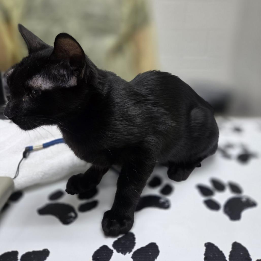 Enlarge Curby, a Adoptable Domestic Short Hair in Incline Village, NV image 3/6