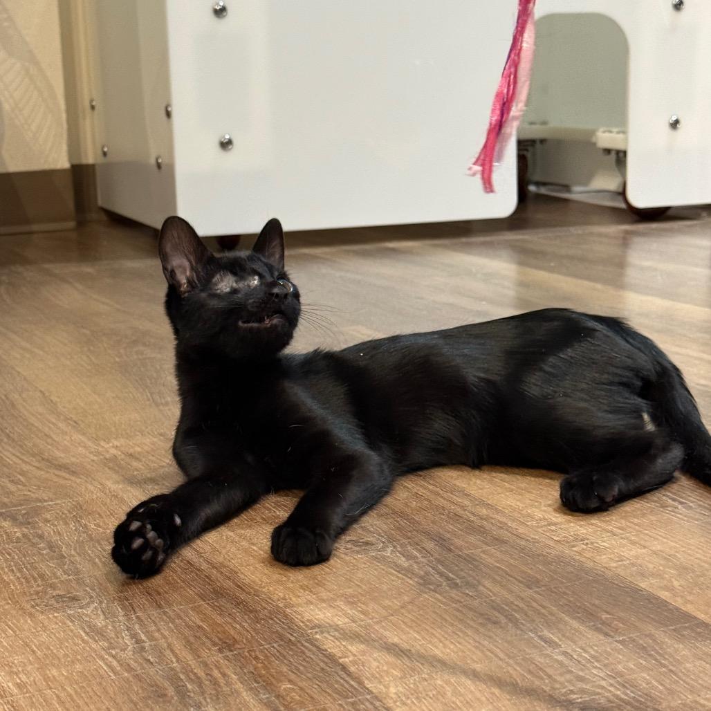 Enlarge Curby, a Adoptable Domestic Short Hair in Incline Village, NV image 4/6