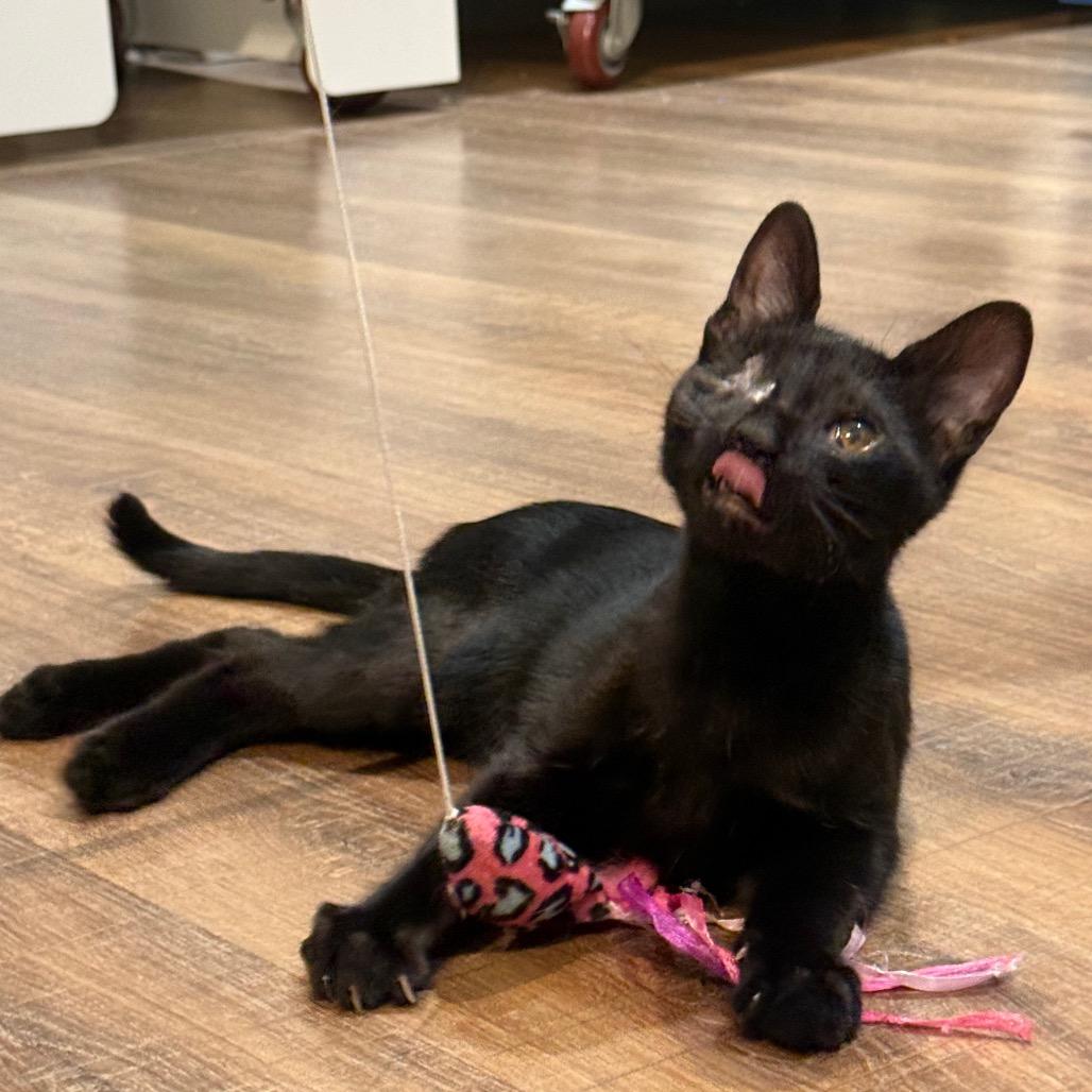 Enlarge Curby, a Adoptable Domestic Short Hair in Incline Village, NV image 5/6