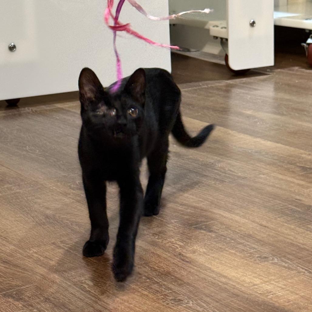 Enlarge Curby, a Adoptable Domestic Short Hair in Incline Village, NV image 6/6