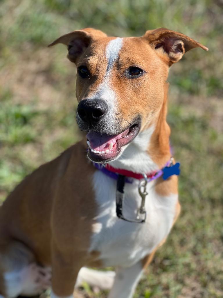 Enlarge Poe, a Adoptable mixed breed in Columbia, IL image 1/6