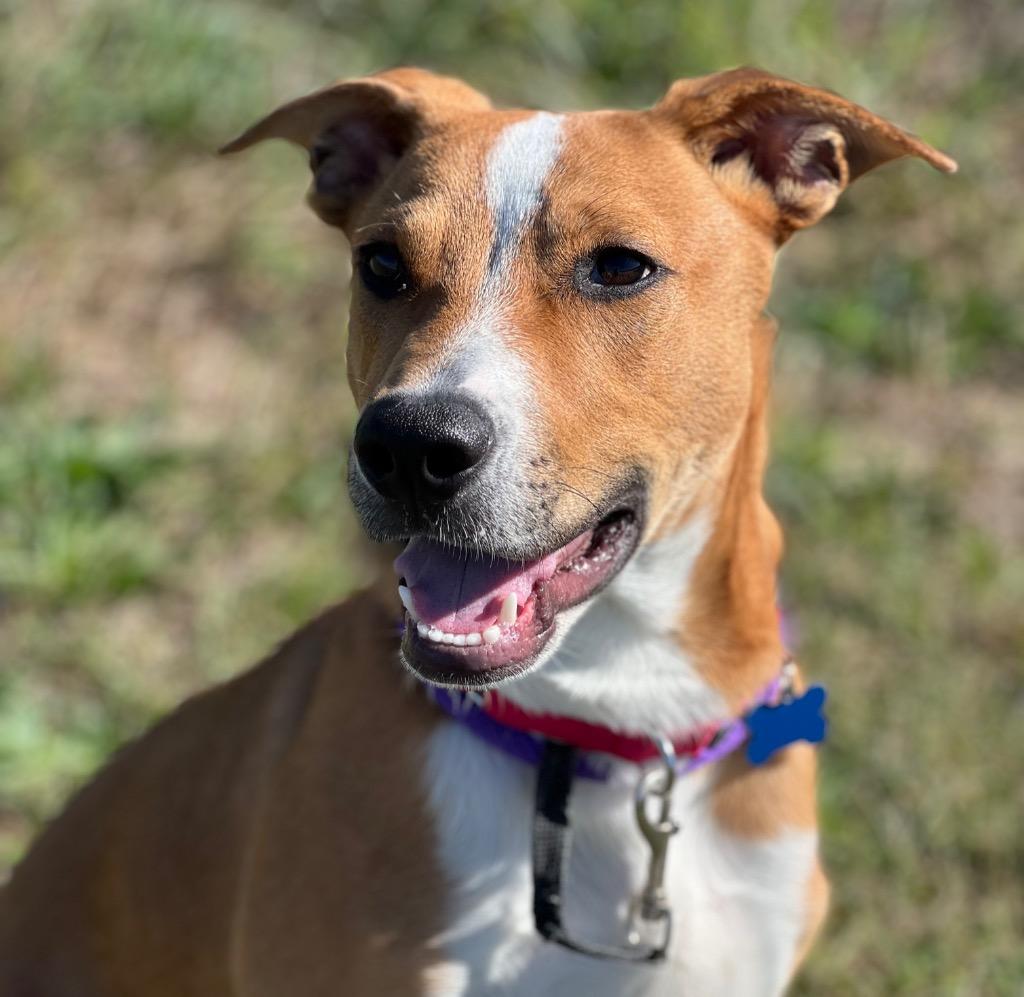 Enlarge Poe, a Adoptable mixed breed in Columbia, IL image 3/6