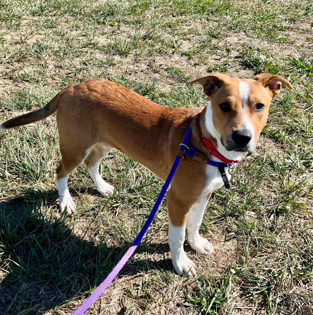 Poe, a Adoptable mixed breed in Columbia, IL image 3/6