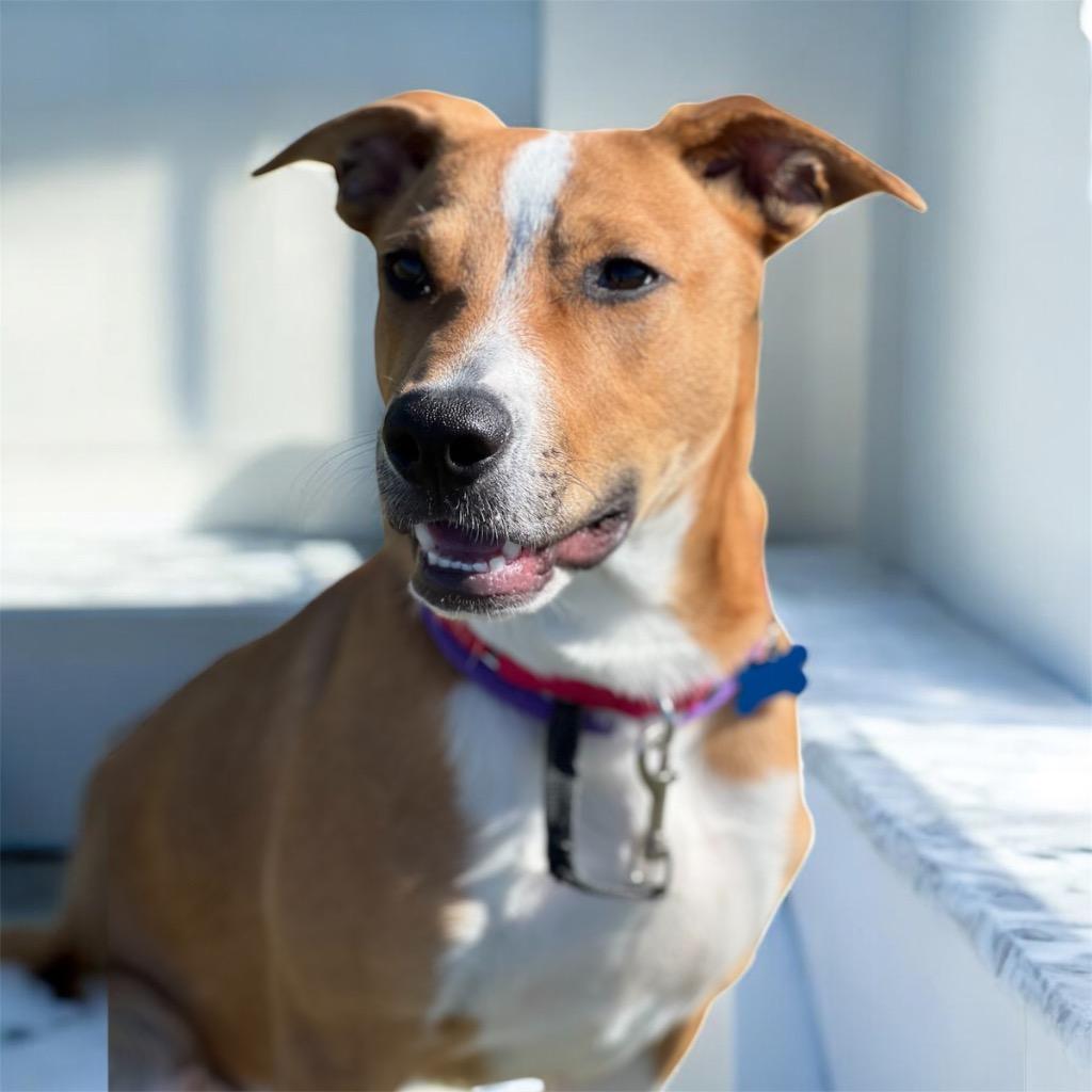 Enlarge Poe, a Adoptable mixed breed in Columbia, IL image 5/6