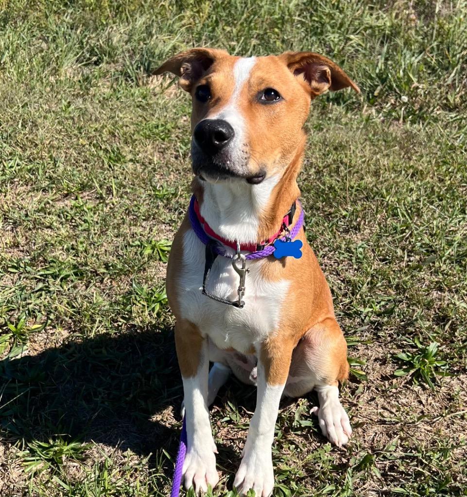 Enlarge Poe, a Adoptable mixed breed in Columbia, IL image 6/6