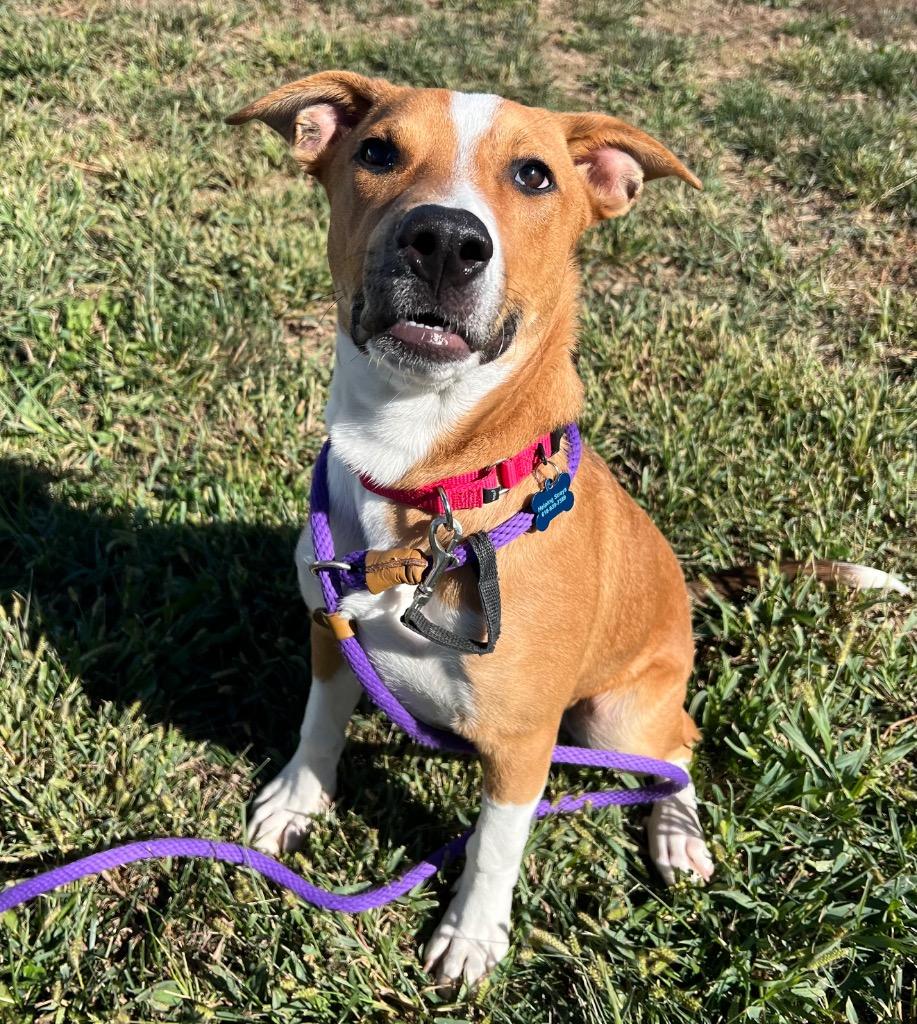 Poe, a Adoptable mixed breed in Columbia, IL image 6/6