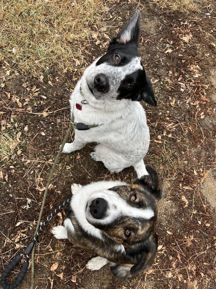 Enlarge Jingle Bells, a Adoptable mixed breed in Denver, CO image 1/4