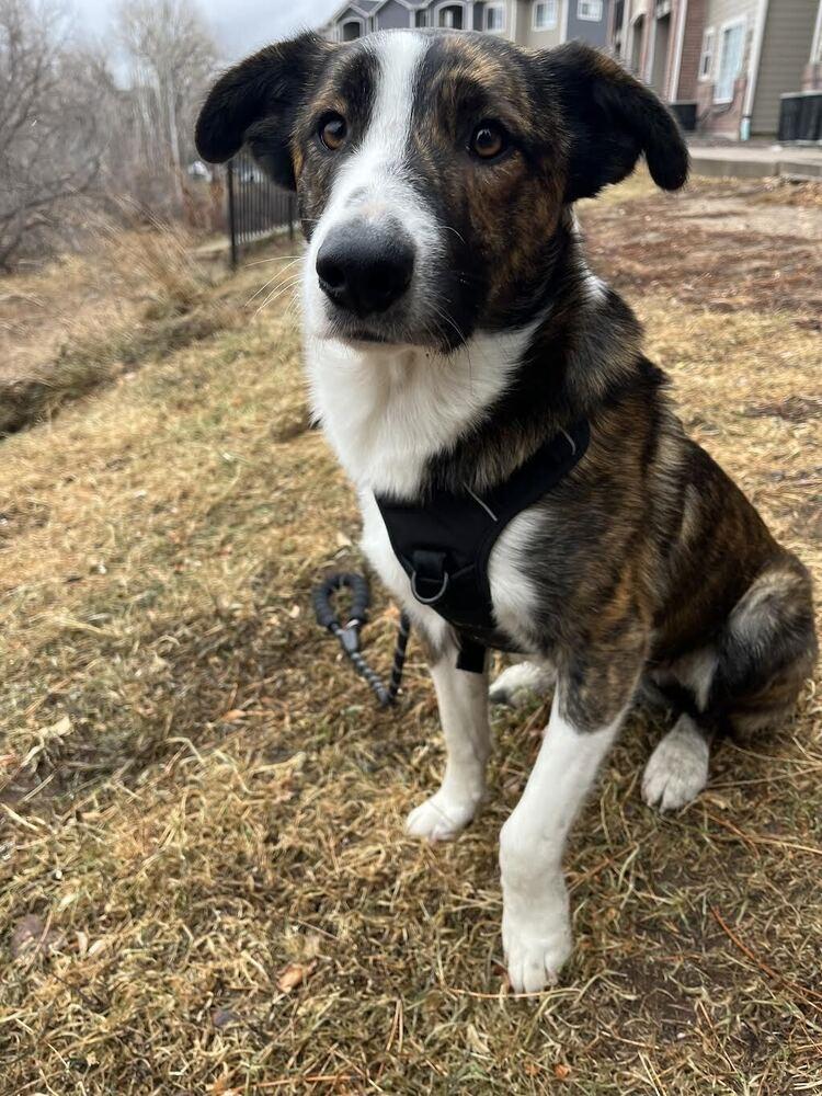 Enlarge Jingle Bells, a Adoptable mixed breed in Denver, CO image 2/4
