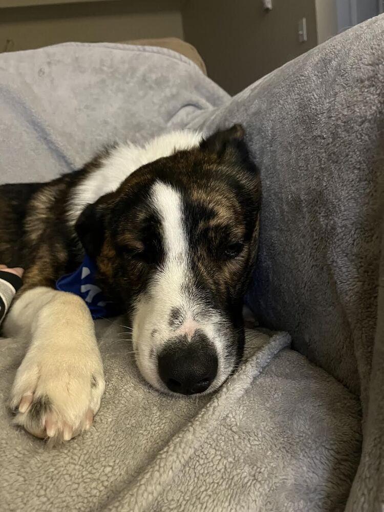 Enlarge Jingle Bells, a Adoptable mixed breed in Denver, CO image 3/4