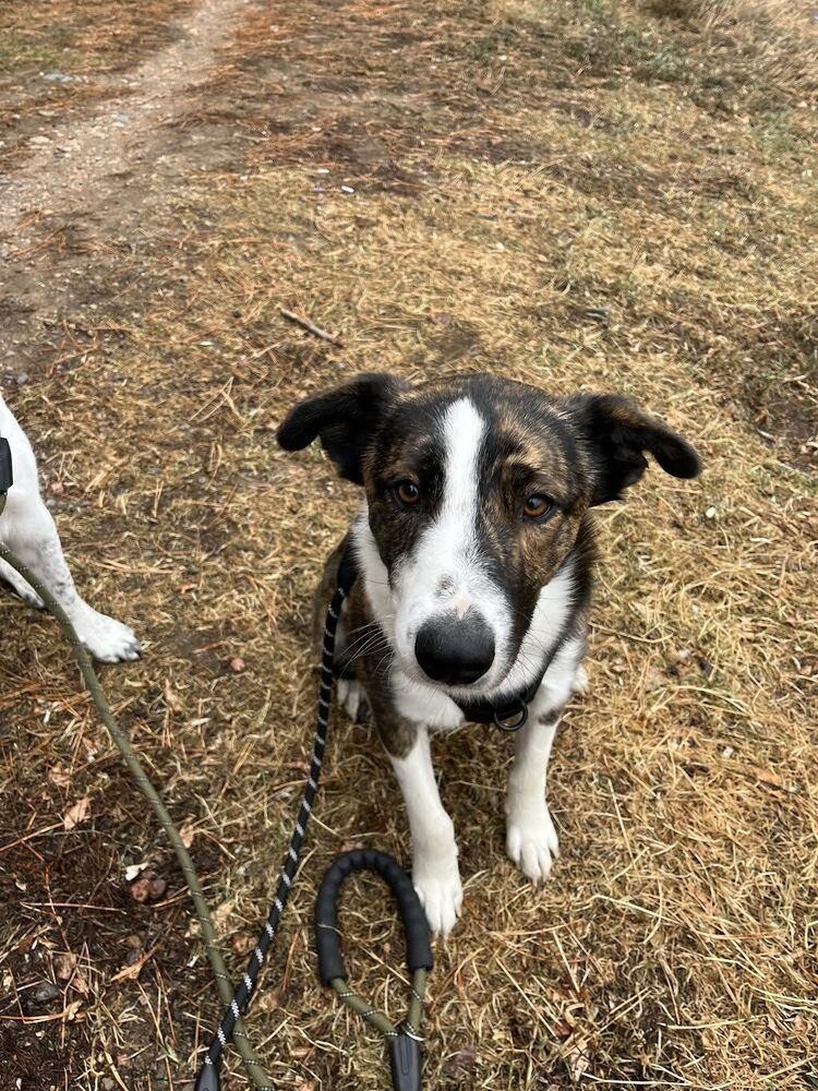 Enlarge Jingle Bells, a Adoptable mixed breed in Denver, CO image 4/4