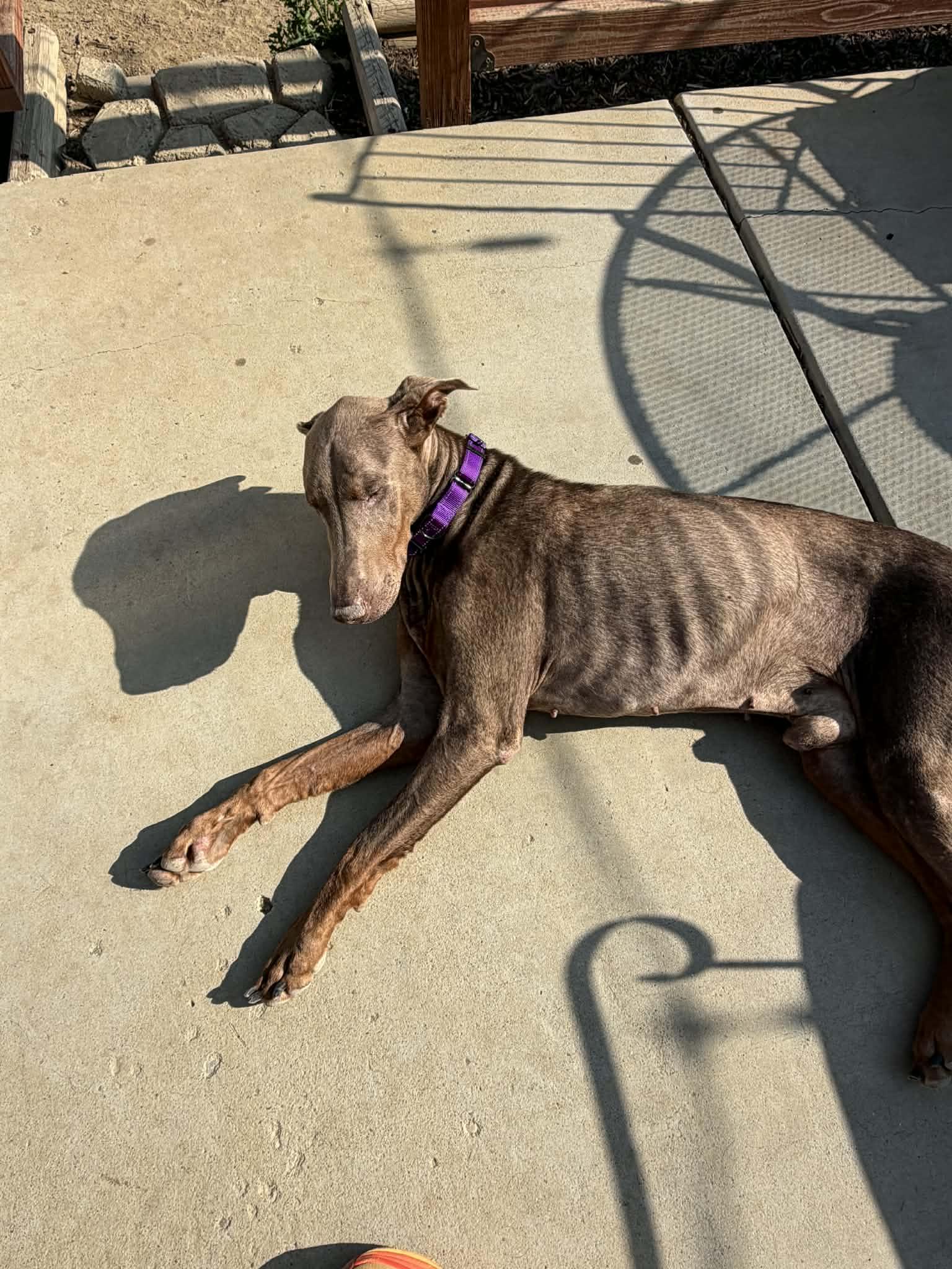 Sunny, Adoptable, Adult Male Doberman Pinscher.