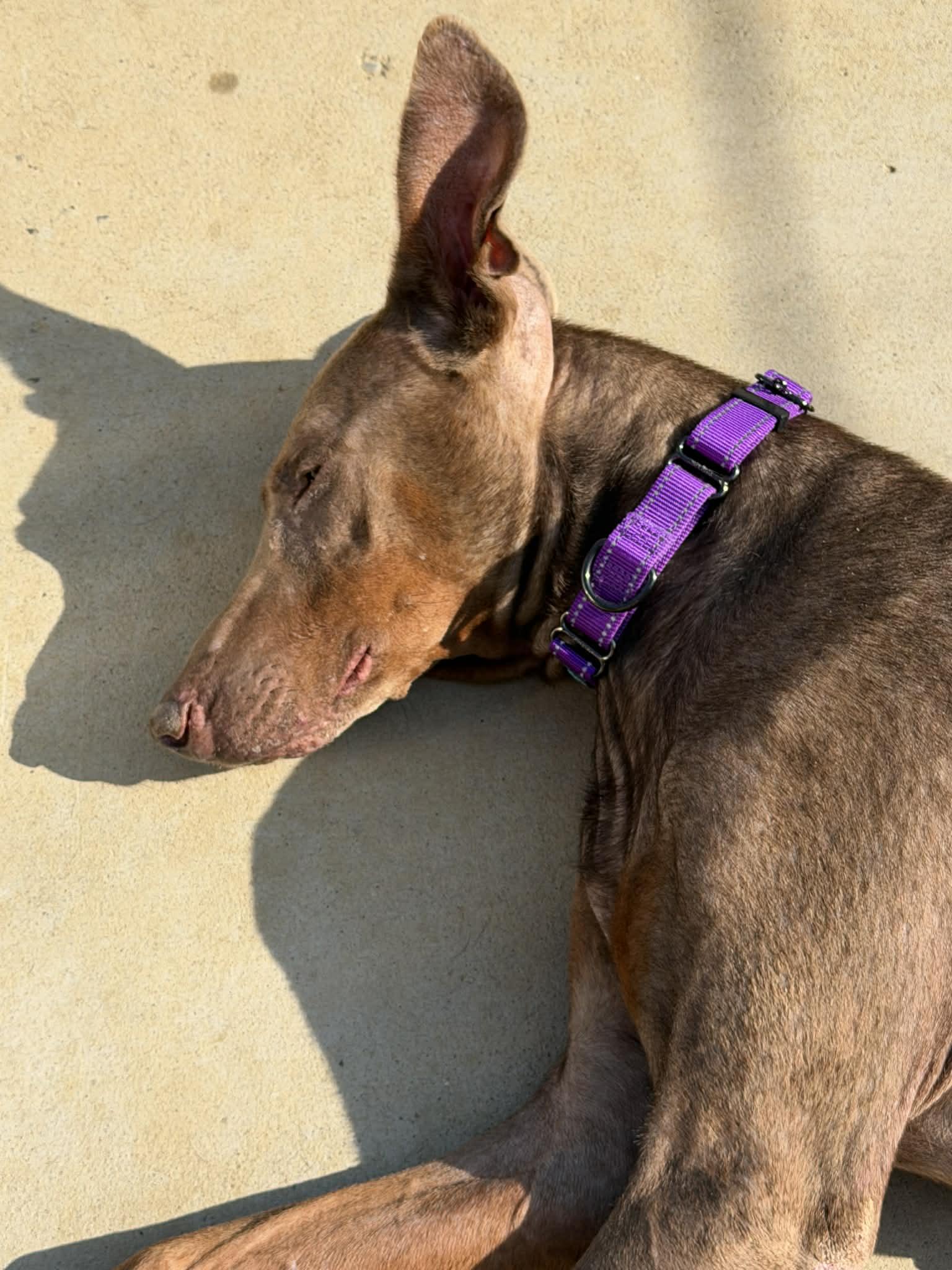 Enlarge Sunny, a Adoptable Doberman Pinscher in Denver, CO image 2/4