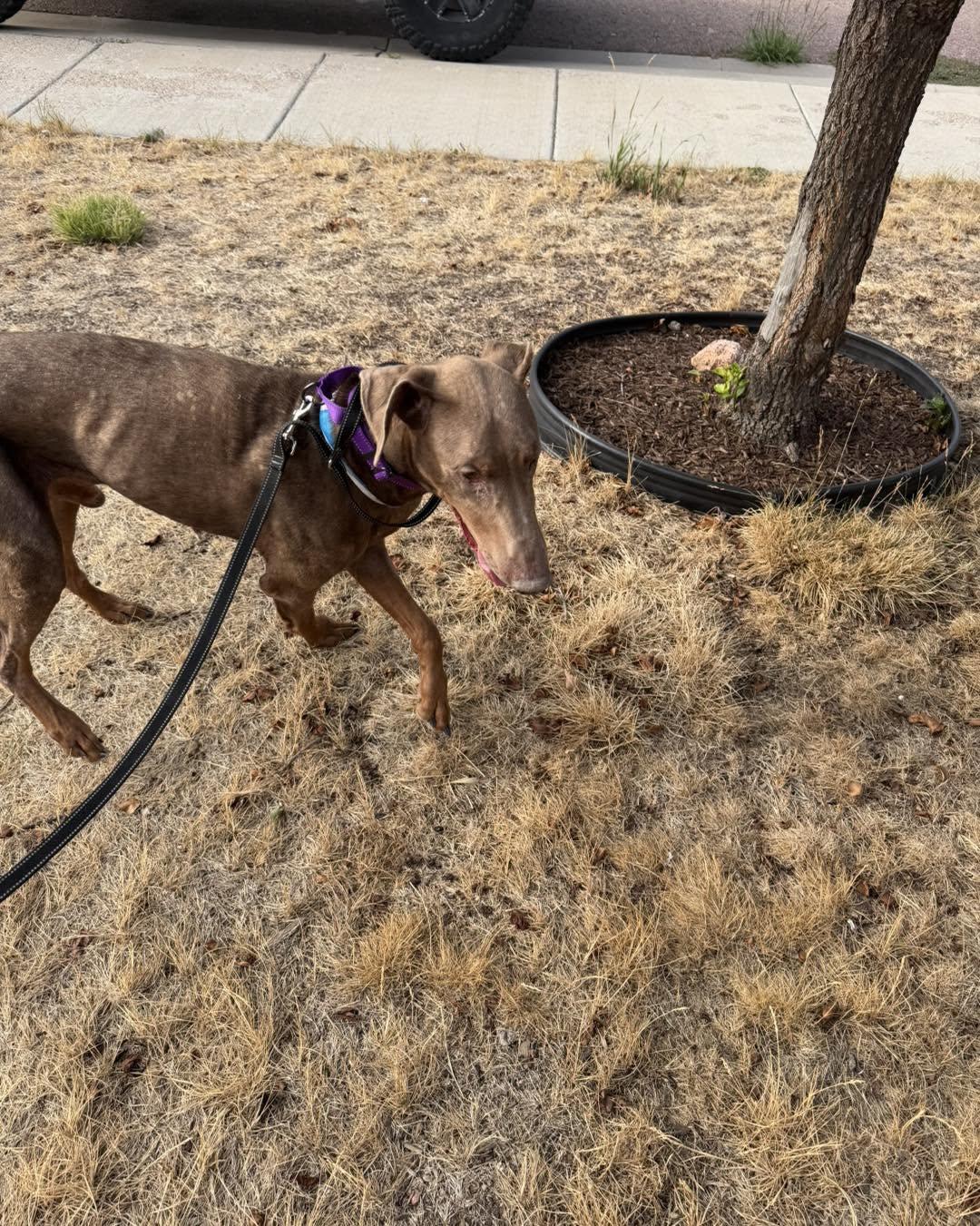 Enlarge Sunny, a Adoptable Doberman Pinscher in Denver, CO image 3/4