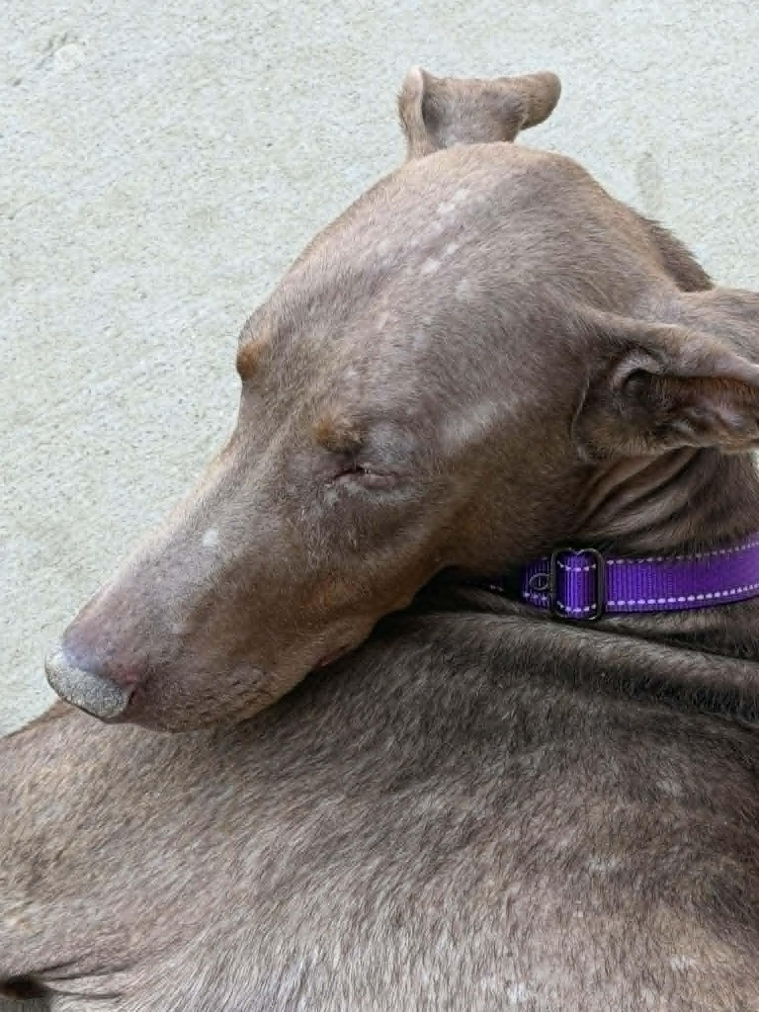Enlarge Sunny, a Adoptable Doberman Pinscher in Denver, CO image 4/4