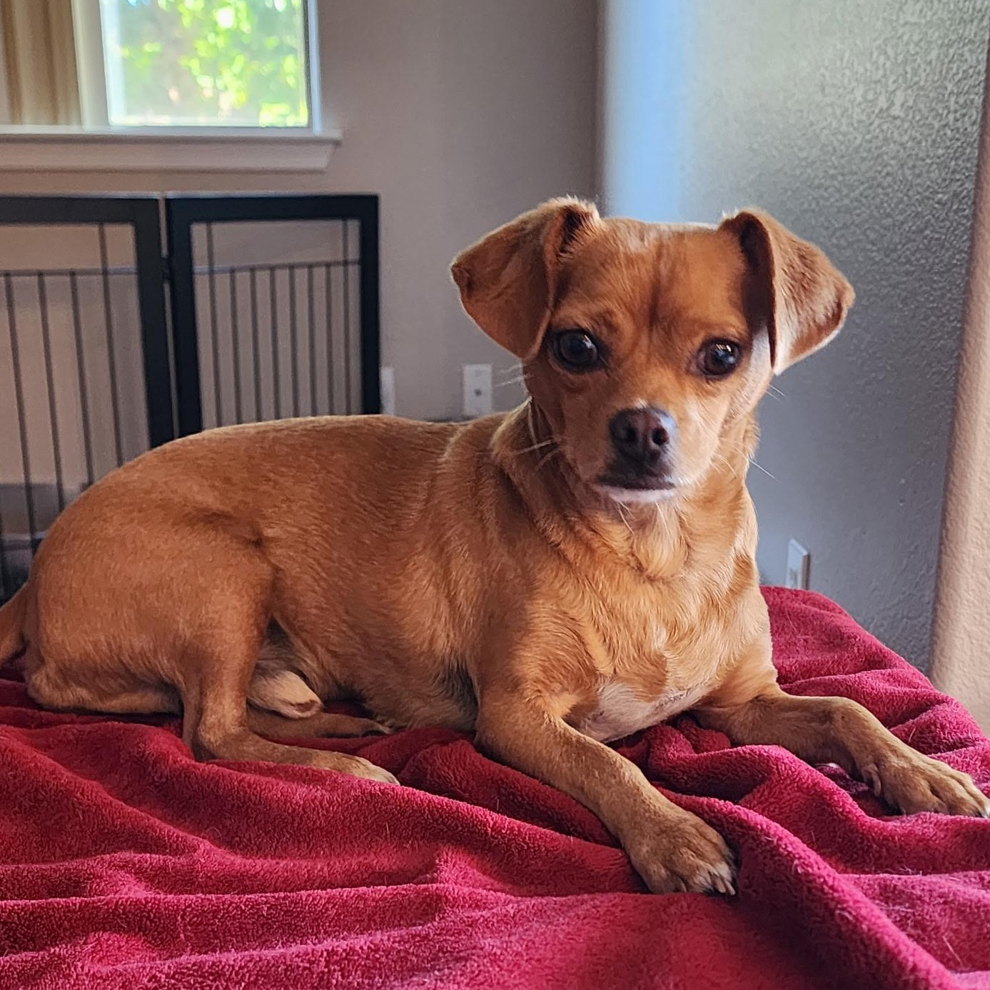 Enlarge Fred, a Adopted mixed breed in Phoenix, AZ image 3/3