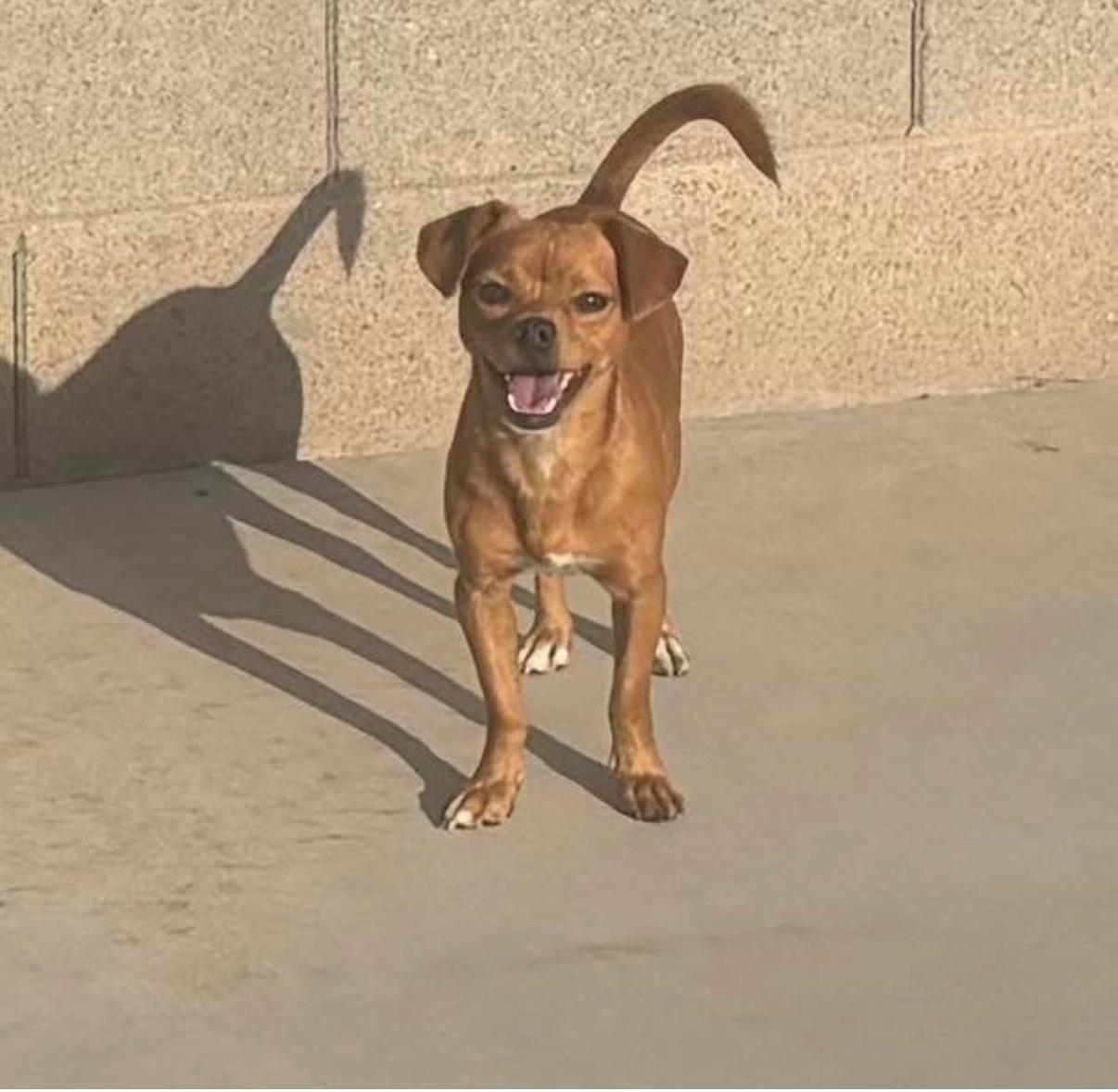 Enlarge Fred, a Adopted mixed breed in Phoenix, AZ image 1/3