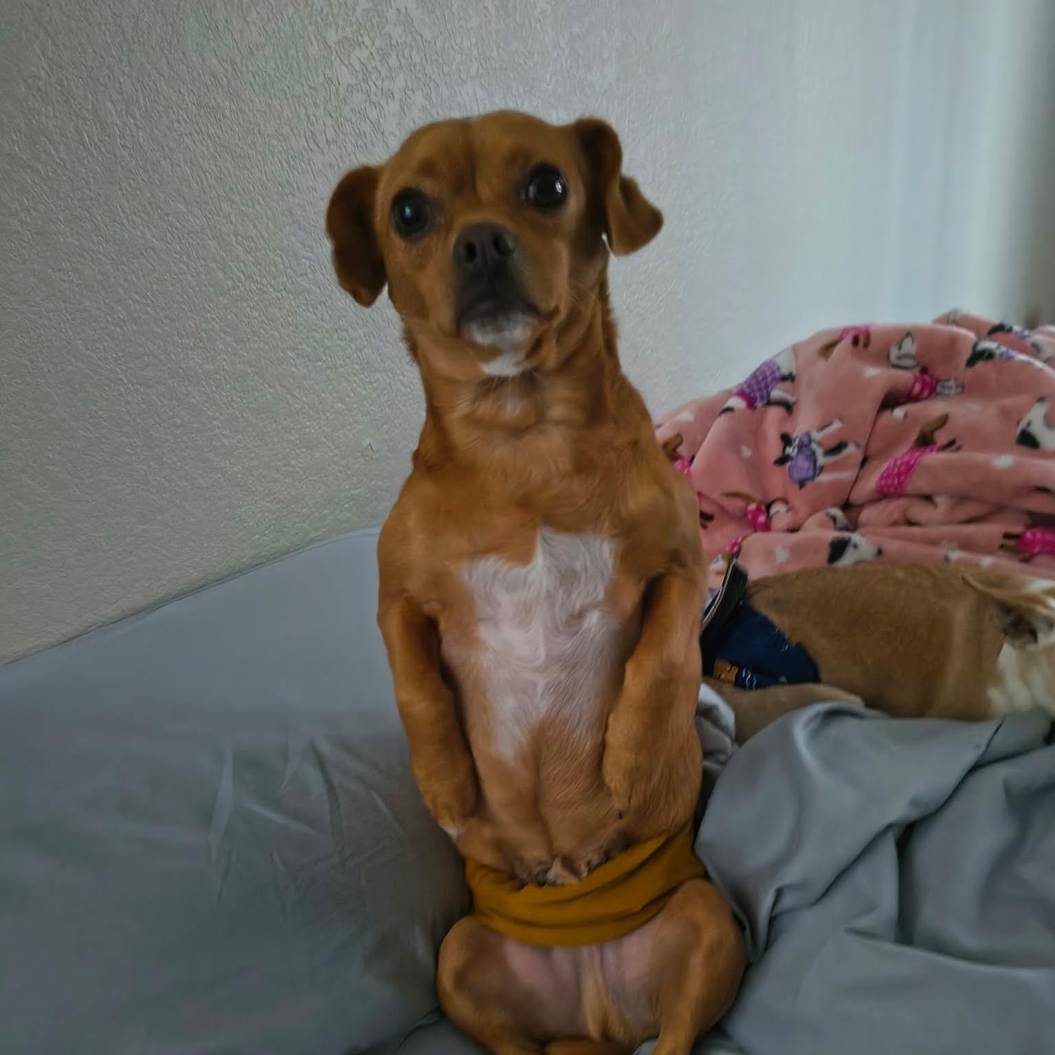 Enlarge Fred, a Adopted mixed breed in Phoenix, AZ image 2/3