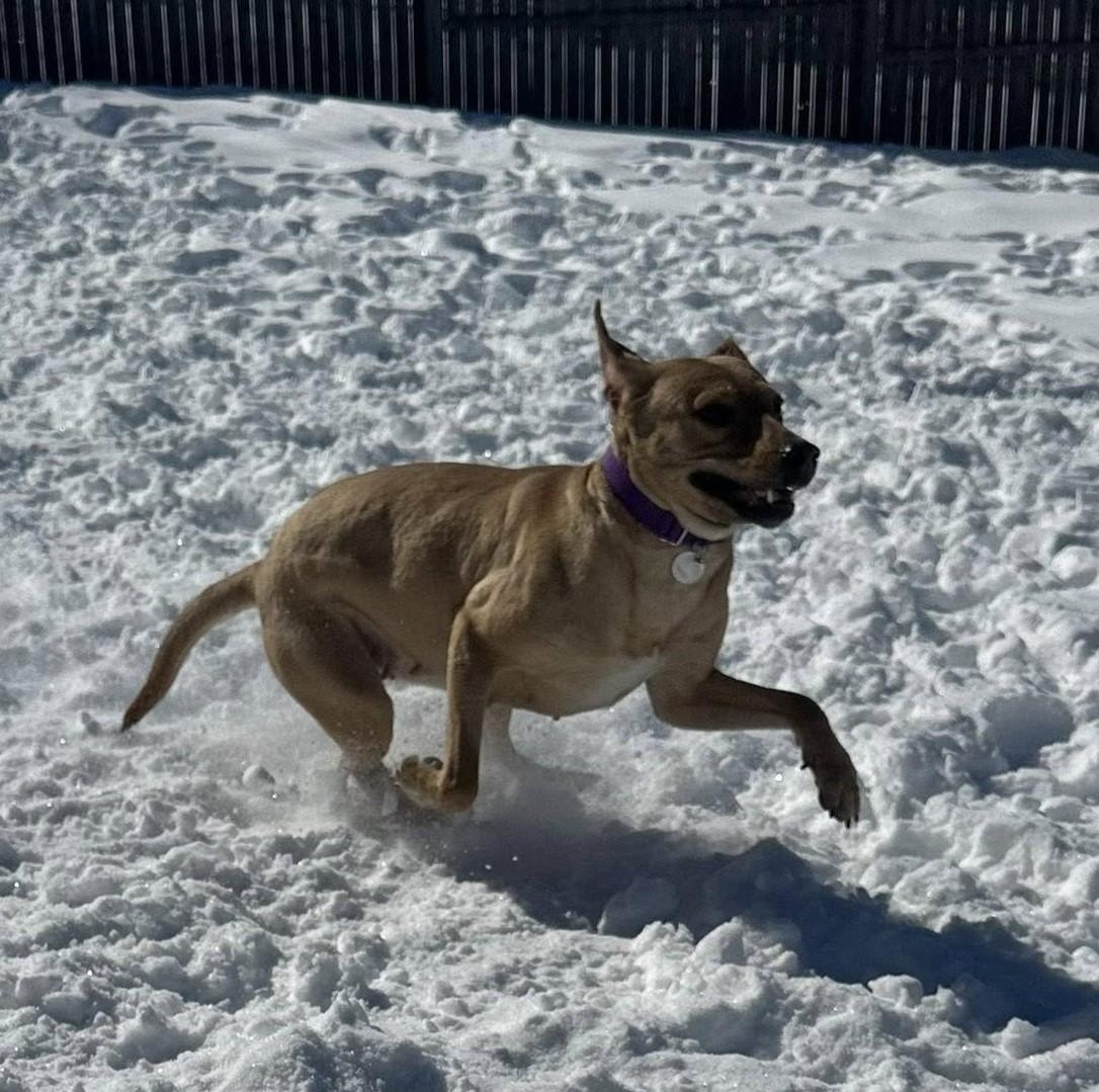 Enlarge Hazel, a ADOPTABLE mixed breed in Springfield, VT image 6/6