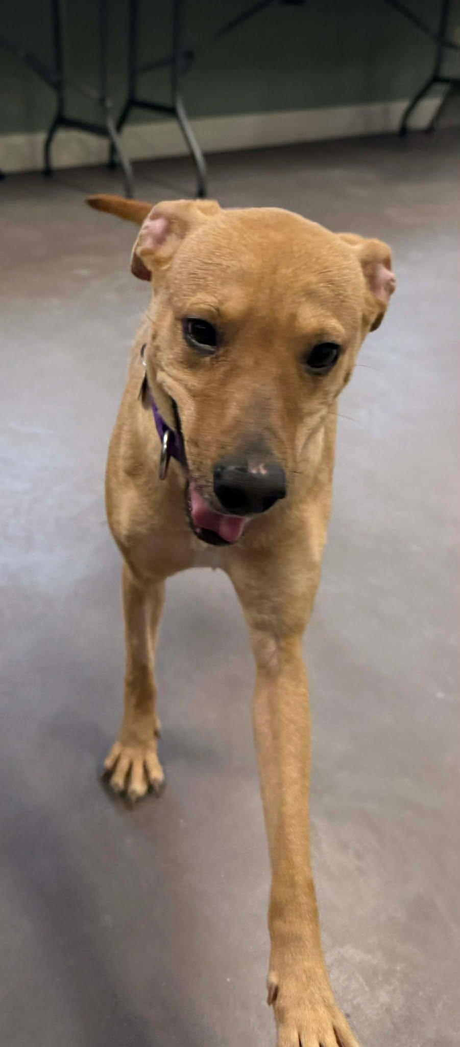 Hazel, a ADOPTABLE mixed breed in Springfield, VT image 3/4