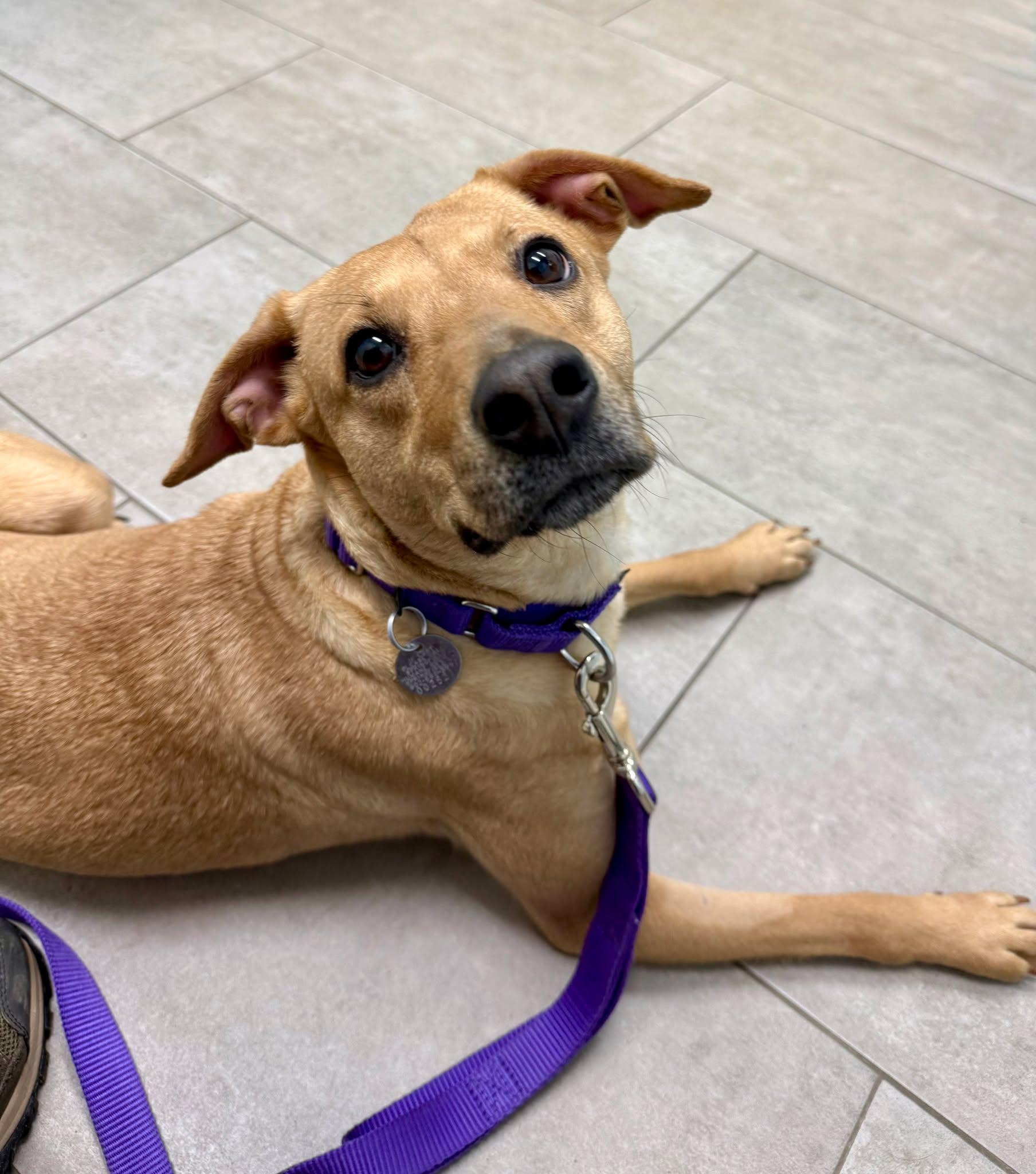Enlarge Hazel, a ADOPTABLE mixed breed in Springfield, VT image 5/6