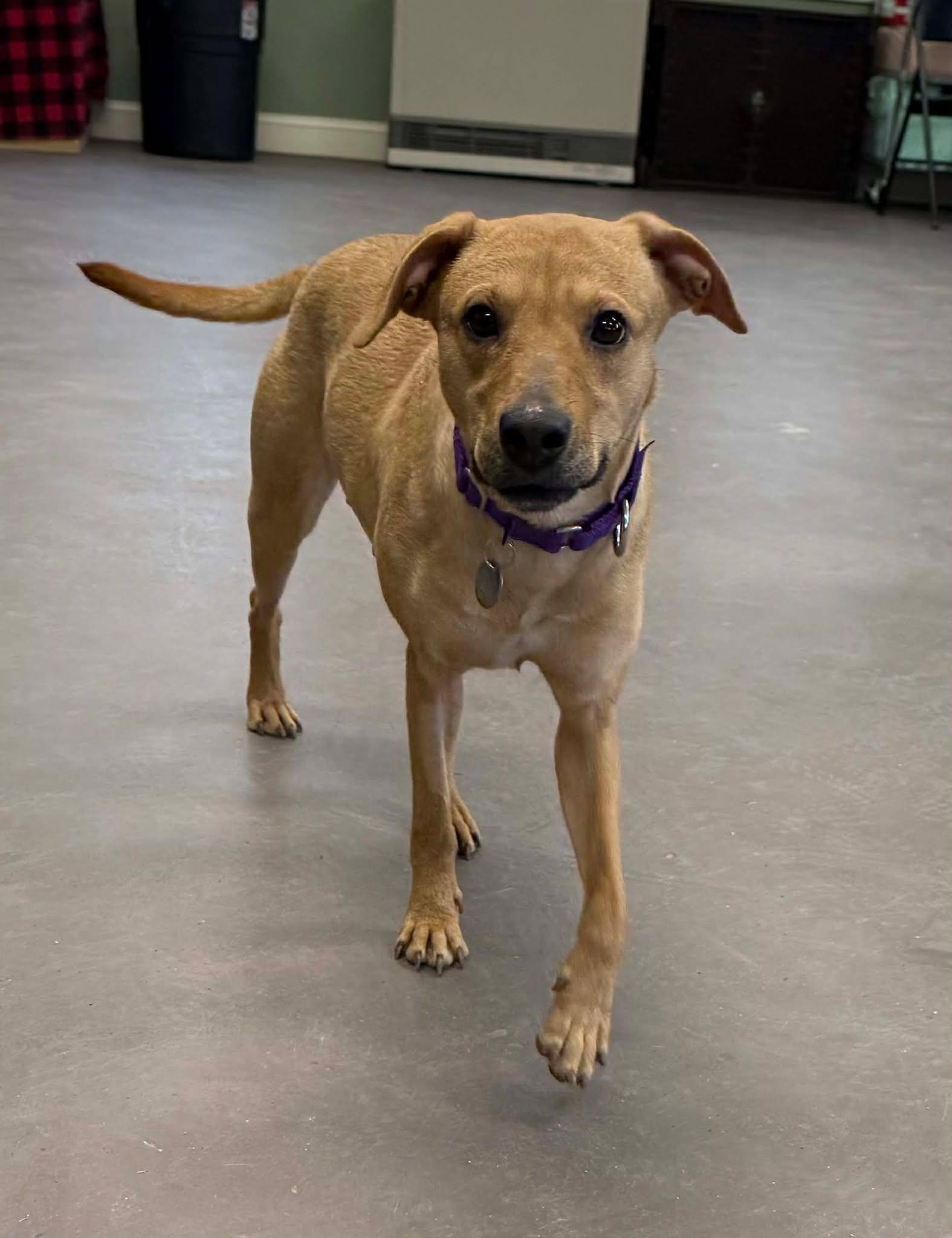 Hazel, a ADOPTABLE mixed breed in Springfield, VT image 4/4