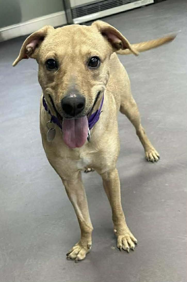 Hazel, a ADOPTABLE mixed breed in Springfield, VT image 2/4