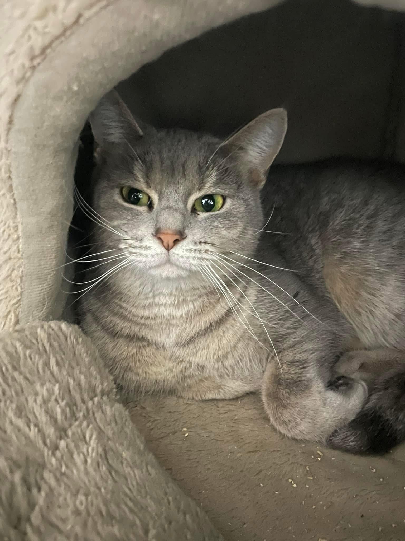 Enlarge Starla, a Adoptable Domestic Short Hair in Grand Rapids, MI image 4/6