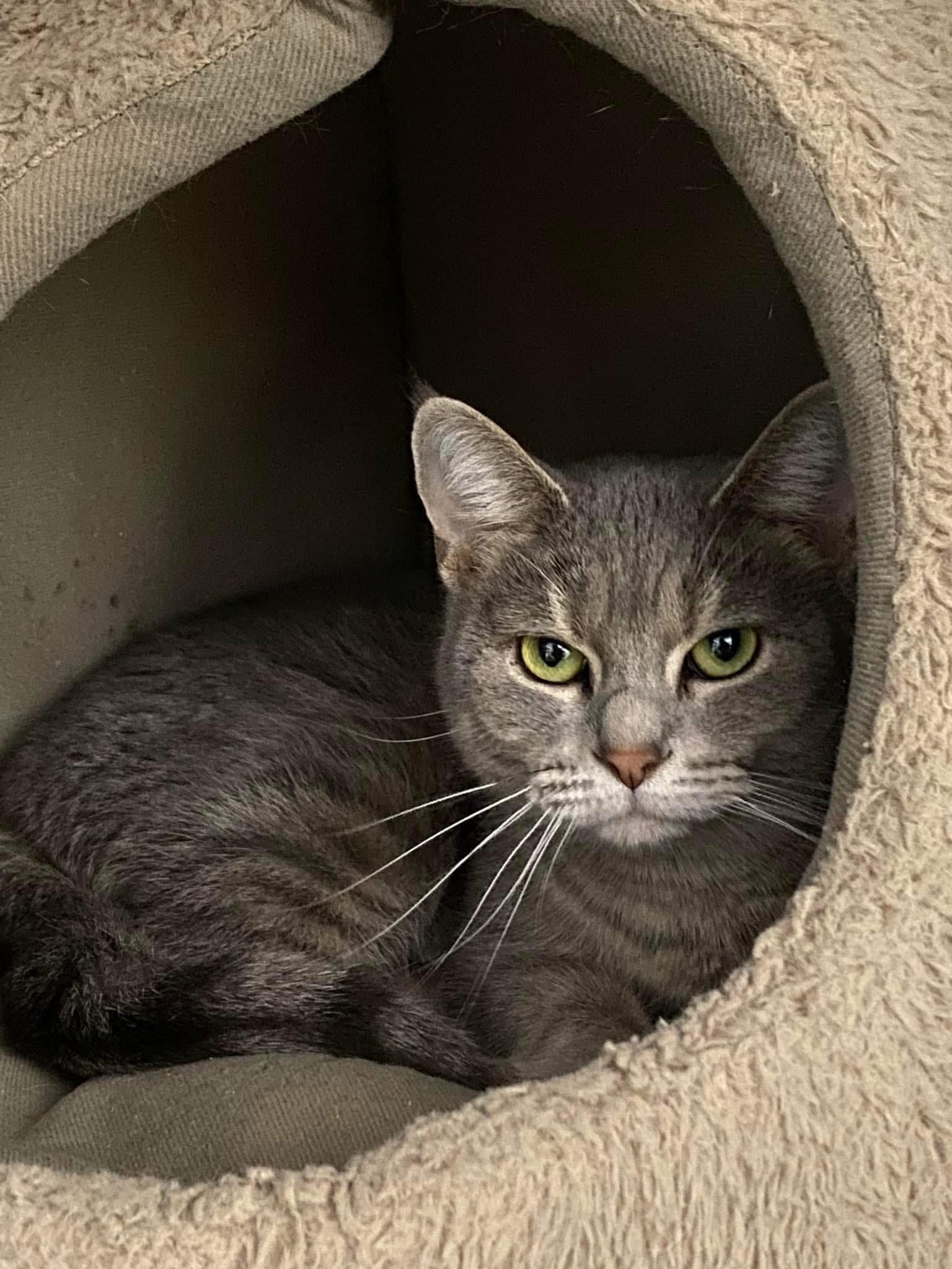 Enlarge Starla, a Adoptable Domestic Short Hair in Grand Rapids, MI image 2/6